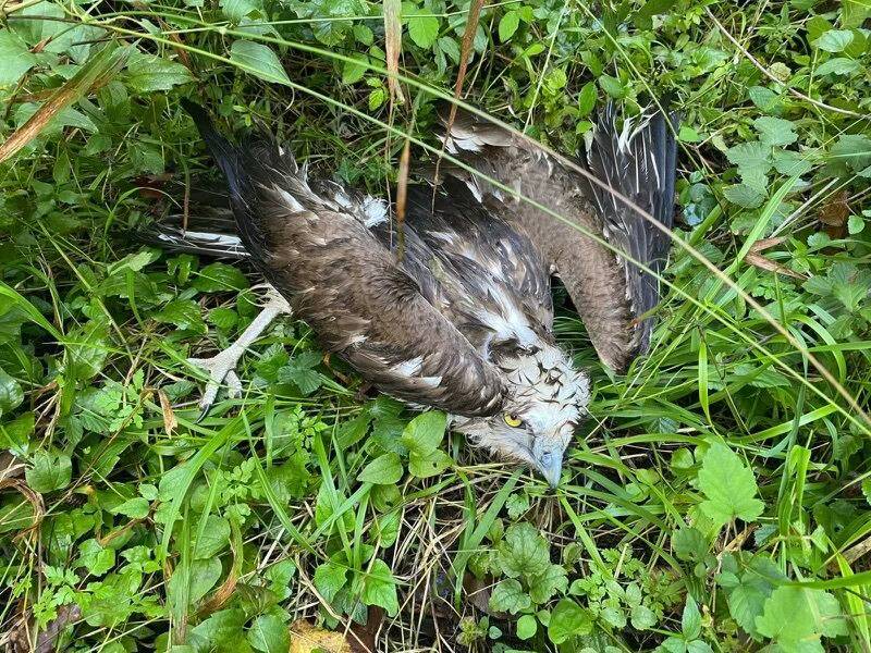 On vous donne des nouvelles de l'aigle qui a atterri la semaine dernière sur la terrasse d'un restaurant à Antibes