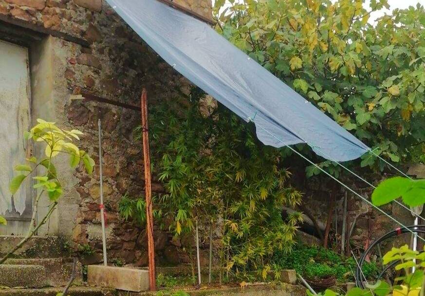 Il était en pleine "récolte": La police coupe court à une culture illicite chez un sexagénaire dans le Var