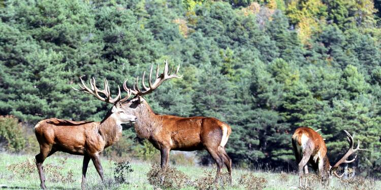 À Andon, comment le brame du cerf est perturbé par les aléas du climat