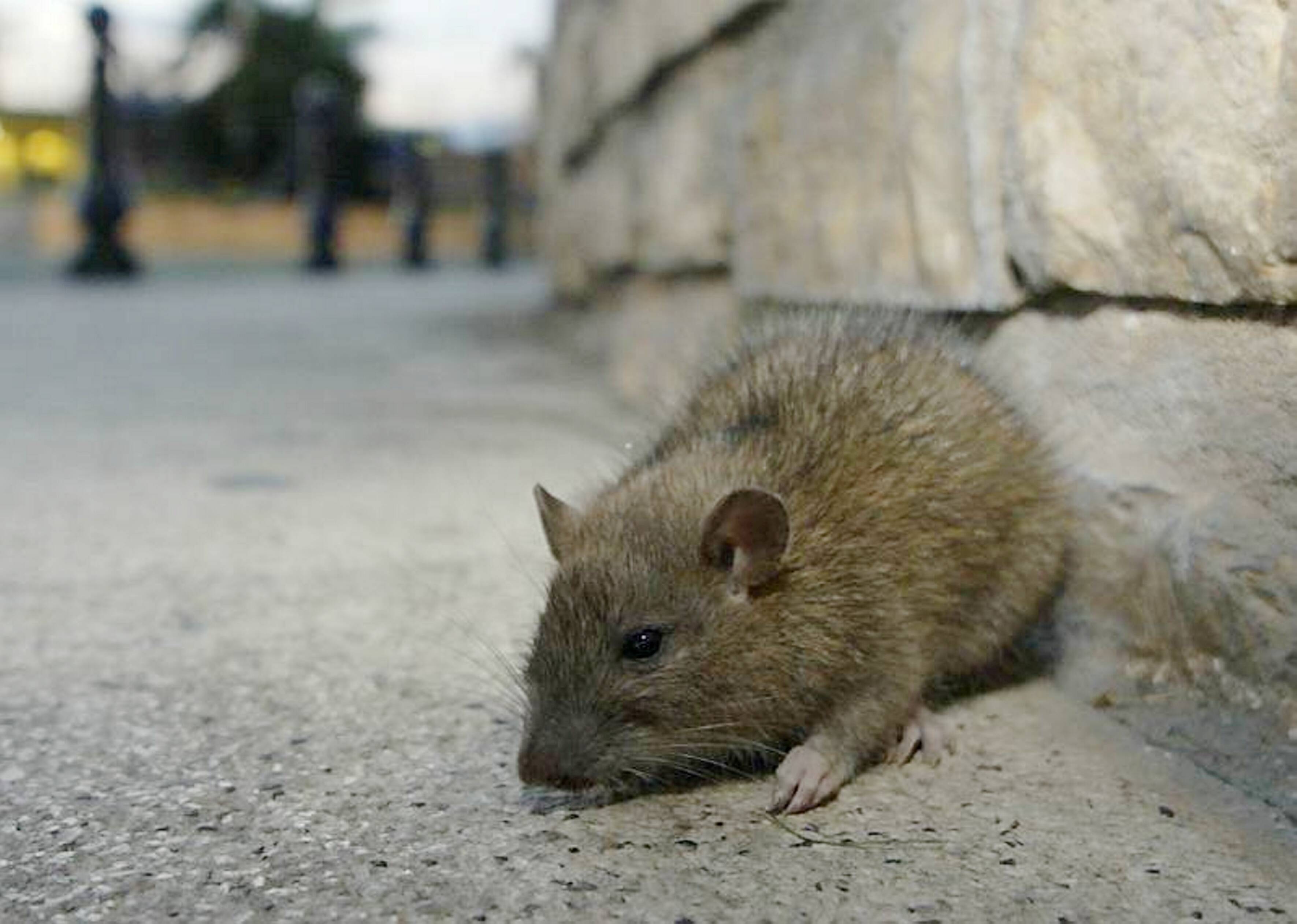 "Depuis le début de l'année, les agents sont intervenus 554 fois sur le domaine public et privé": à Nice, près de deux opérations de dératisation par jour