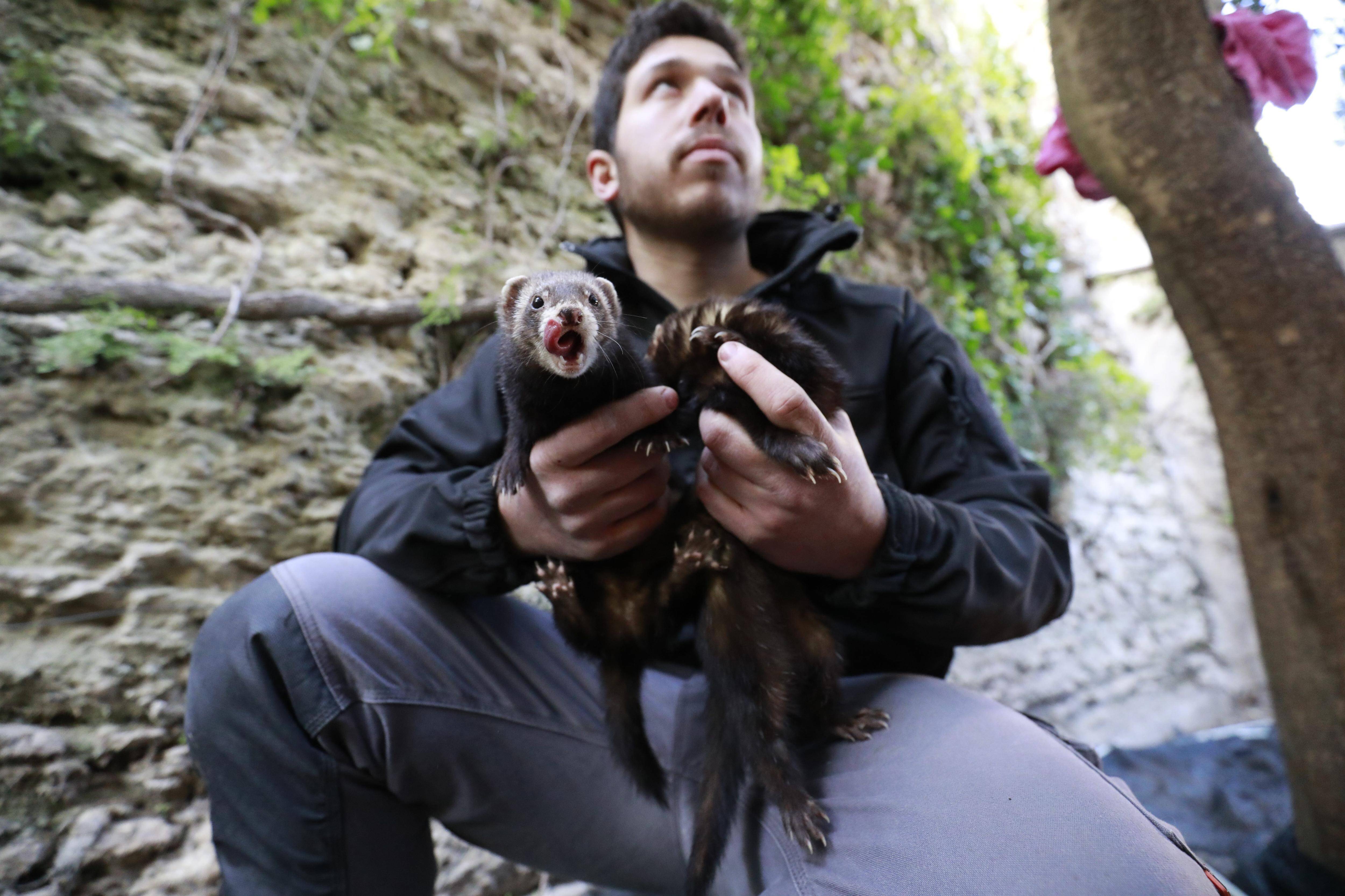 "Les rats les fuient, sortent des galeries et je les capture dans une cuve opaque": à Biot, des furets utilisés pour chasser les rats