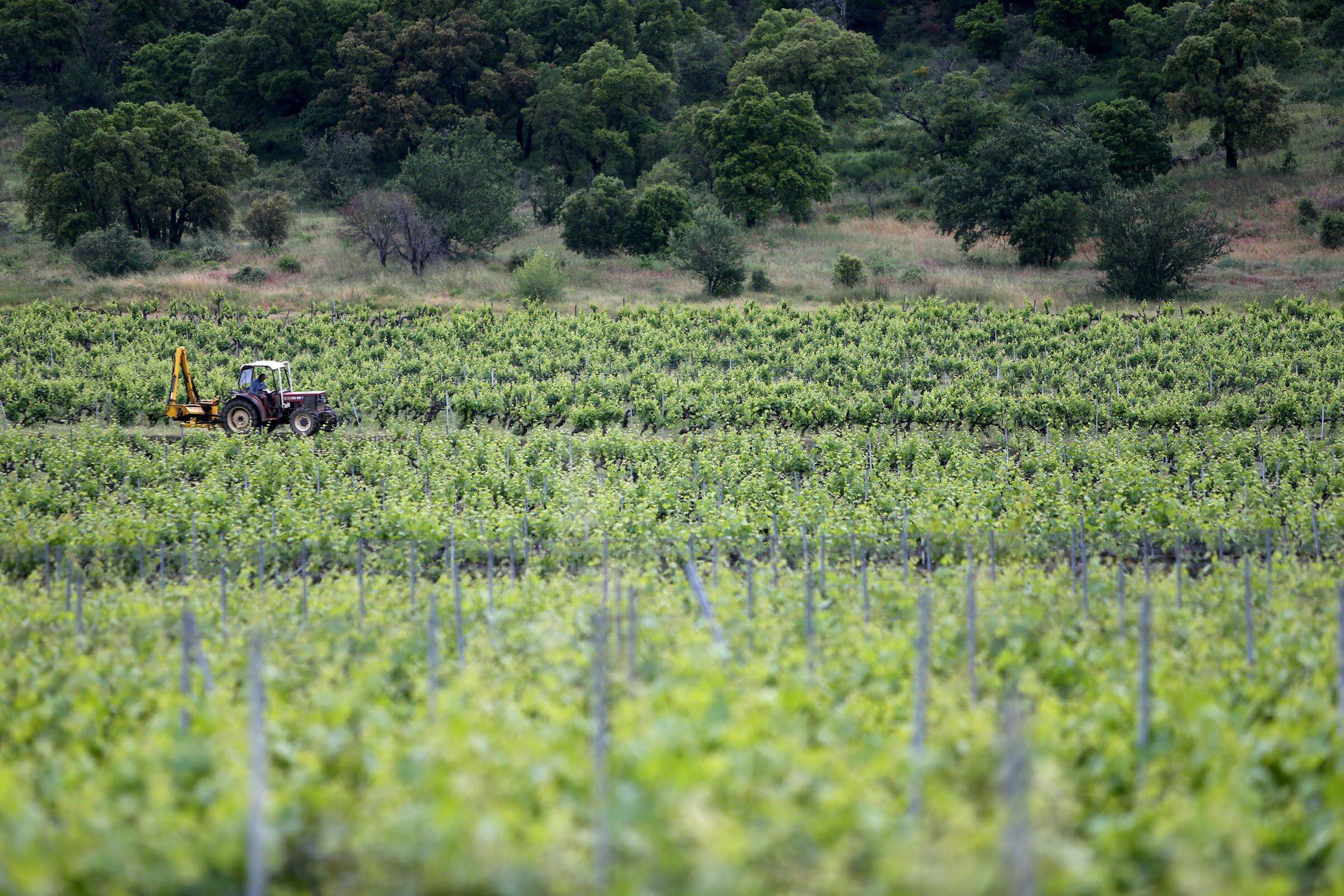 Crise viticole: la prime à l'arrachage boudée dans le Var, les vignerons misent sur la planche de salut du rosé