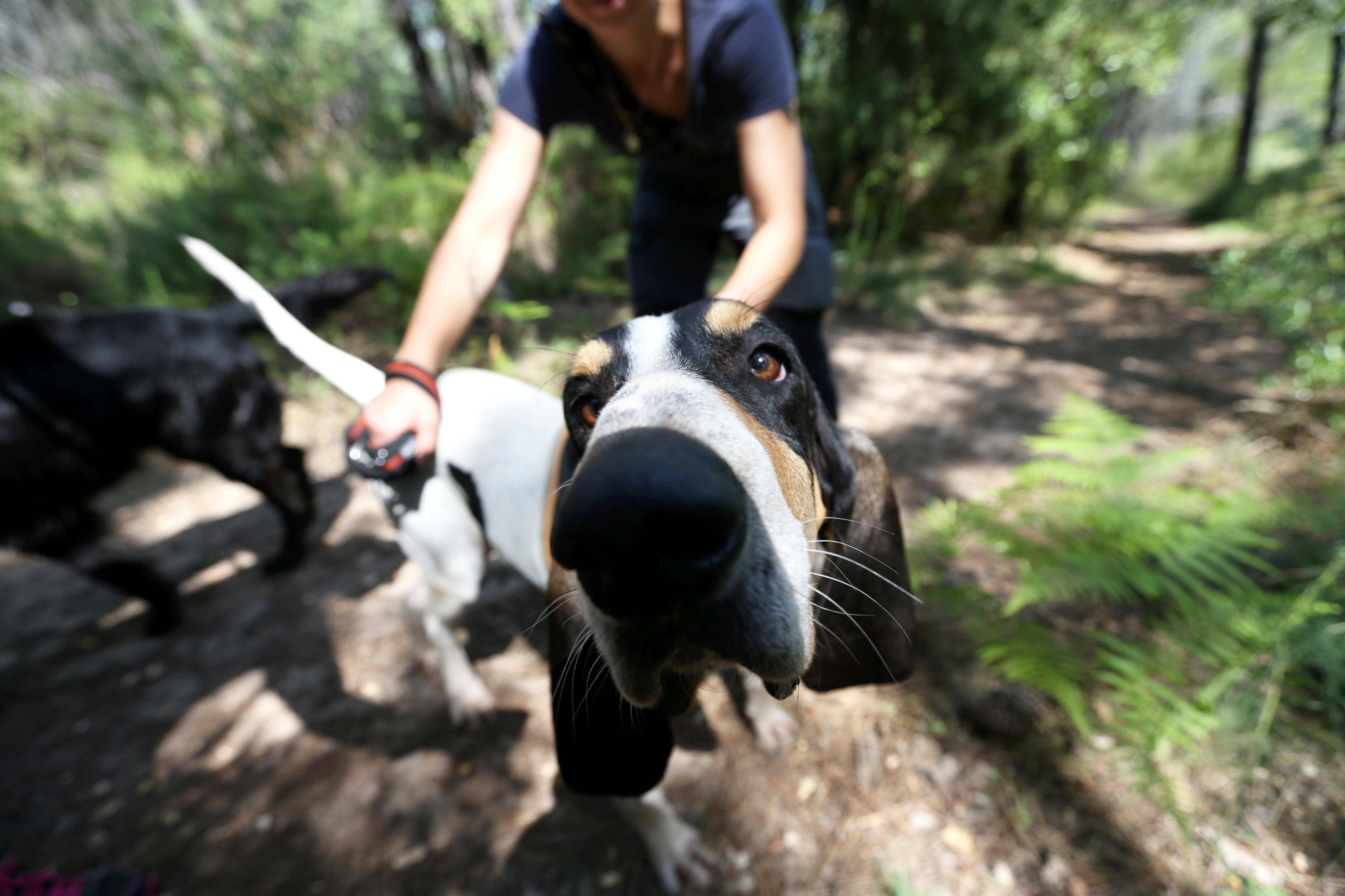 Il s'installe à Nice pour la première fois: c'est quoi le Woofest, ce festival animalier organisé ce week-end?