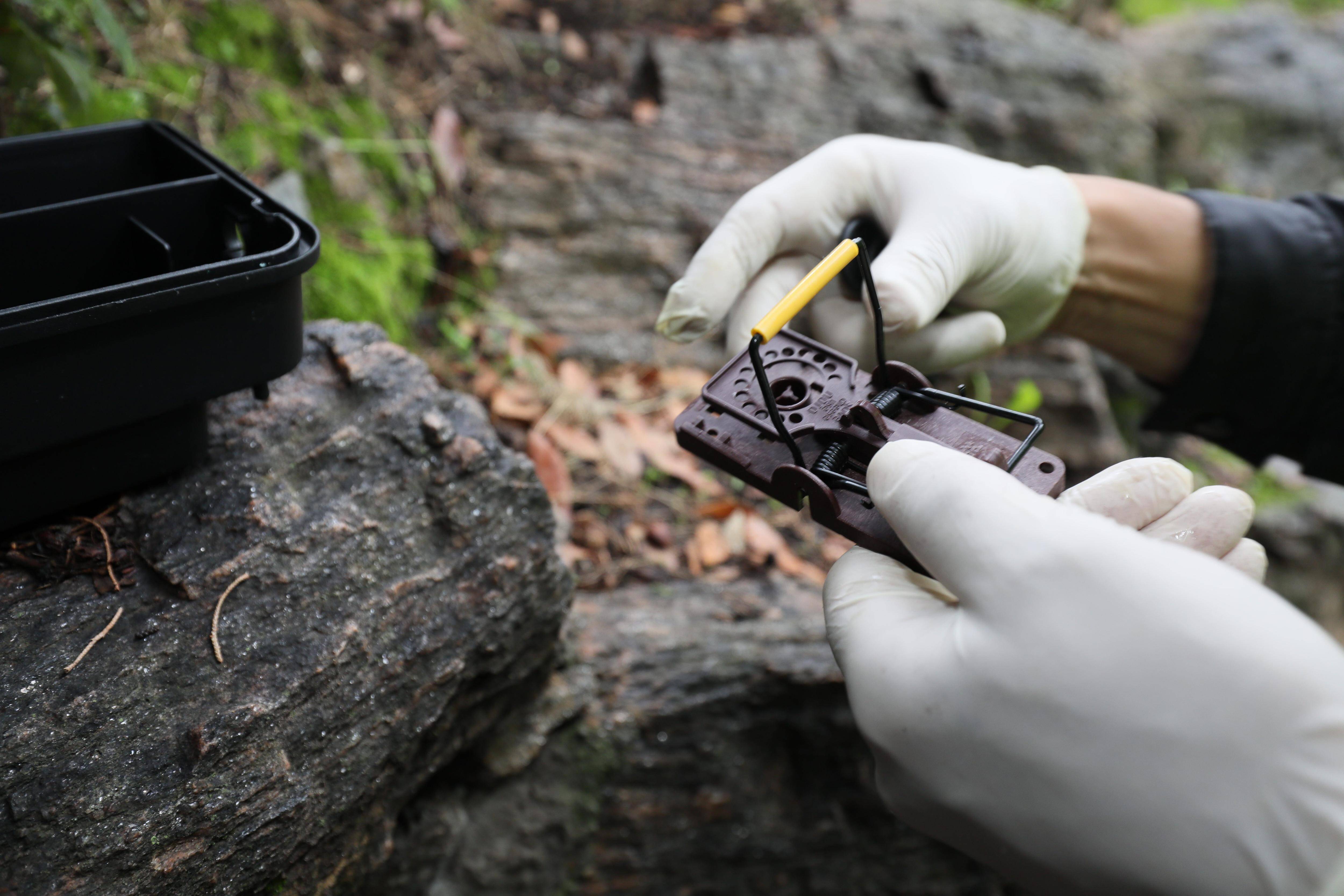 "Il n'y a pas de secret, si on veut contrôler la présence des rats en ville, il faut agir régulièrement": Cannes mène huit campagnes de dératisation par an