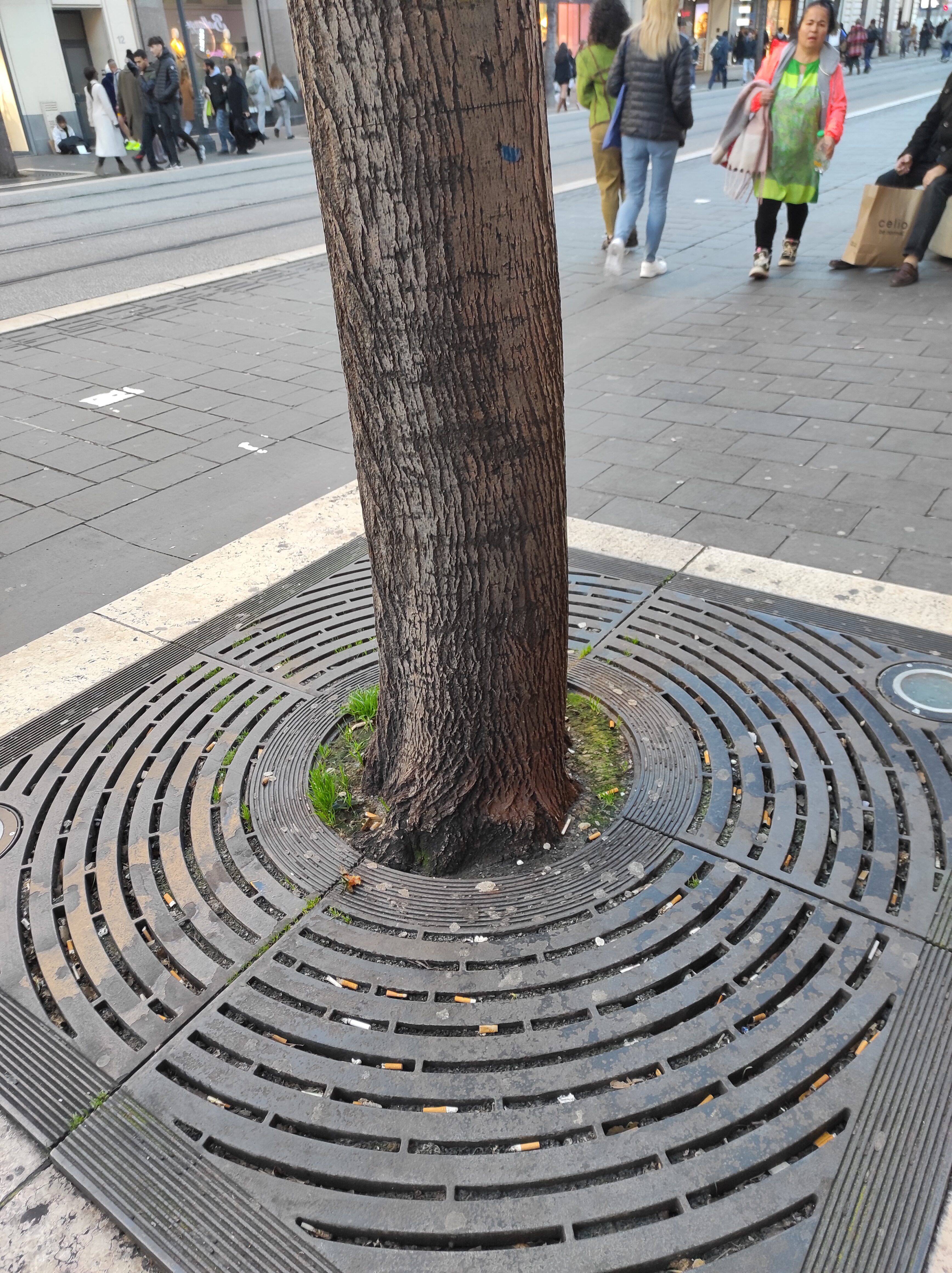 Béton, gazon, grille... Mais pourquoi le revêtement au pied des arbres change-t-il d'une rue à l'autre à Nice?