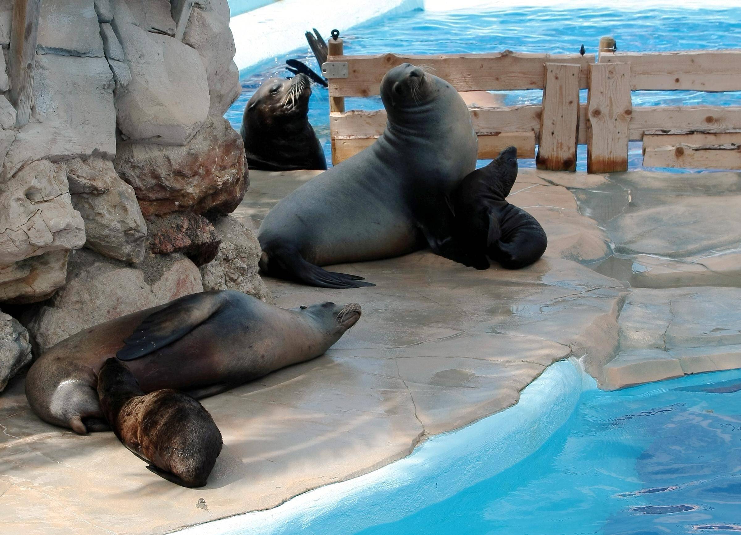 "Des phoques et des otaries vont quitter Marineland", alerte l'association One Voice