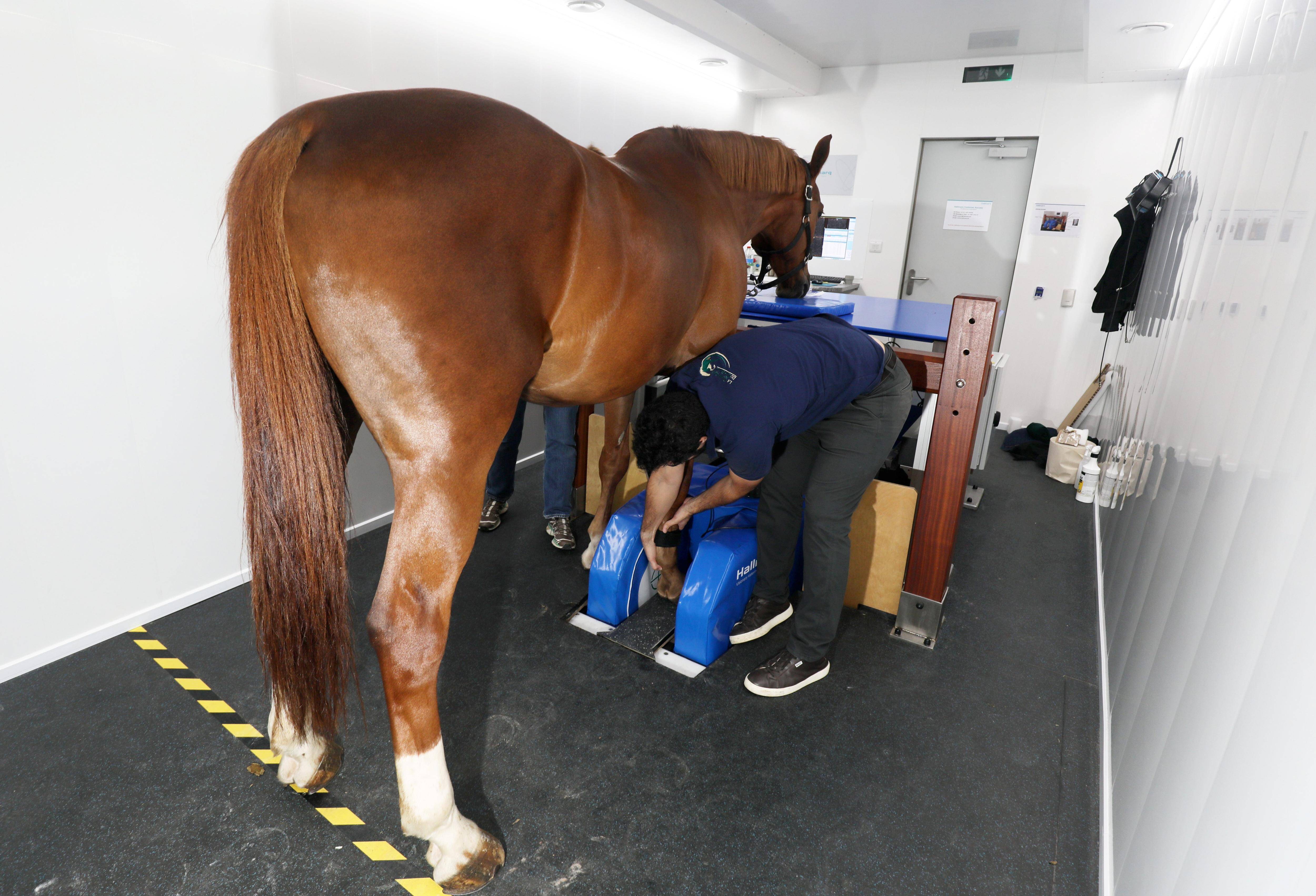 "Une révolution" pour les vétérinaires: l'hippodrome de Cagnes-sur-mer se dote du premier IRM pour chevaux de la région