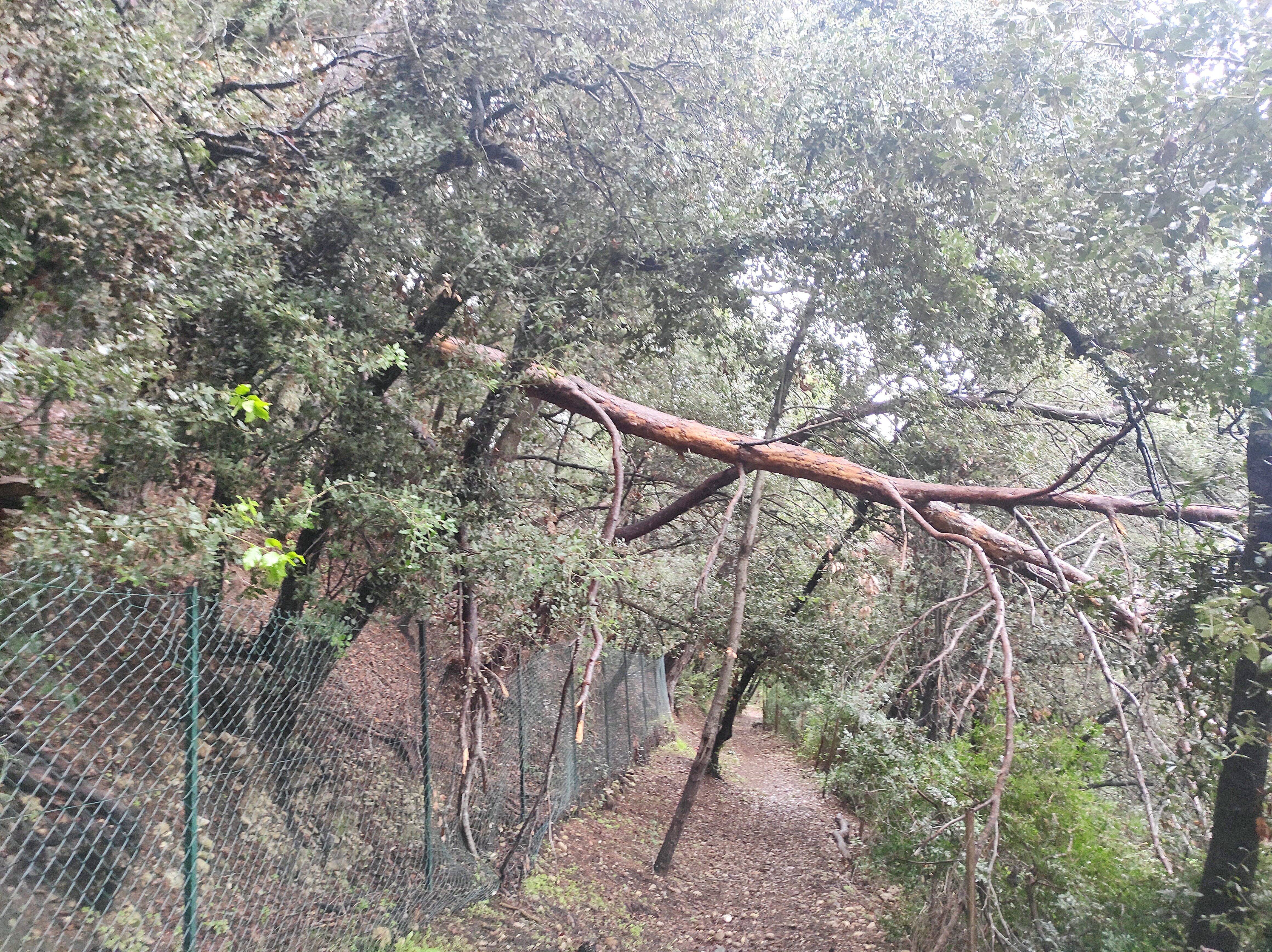 À Cagnes-sur-Mer, des arbres tombent sur un chemin, la mairie met près de cinq mois pour les faire enlever