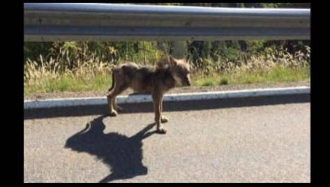Croquettes pour chats, capture, relâcher secret et disparition... Pendant trois ans, elle a suivi l'incroyable piste du louveteau de Valberg
