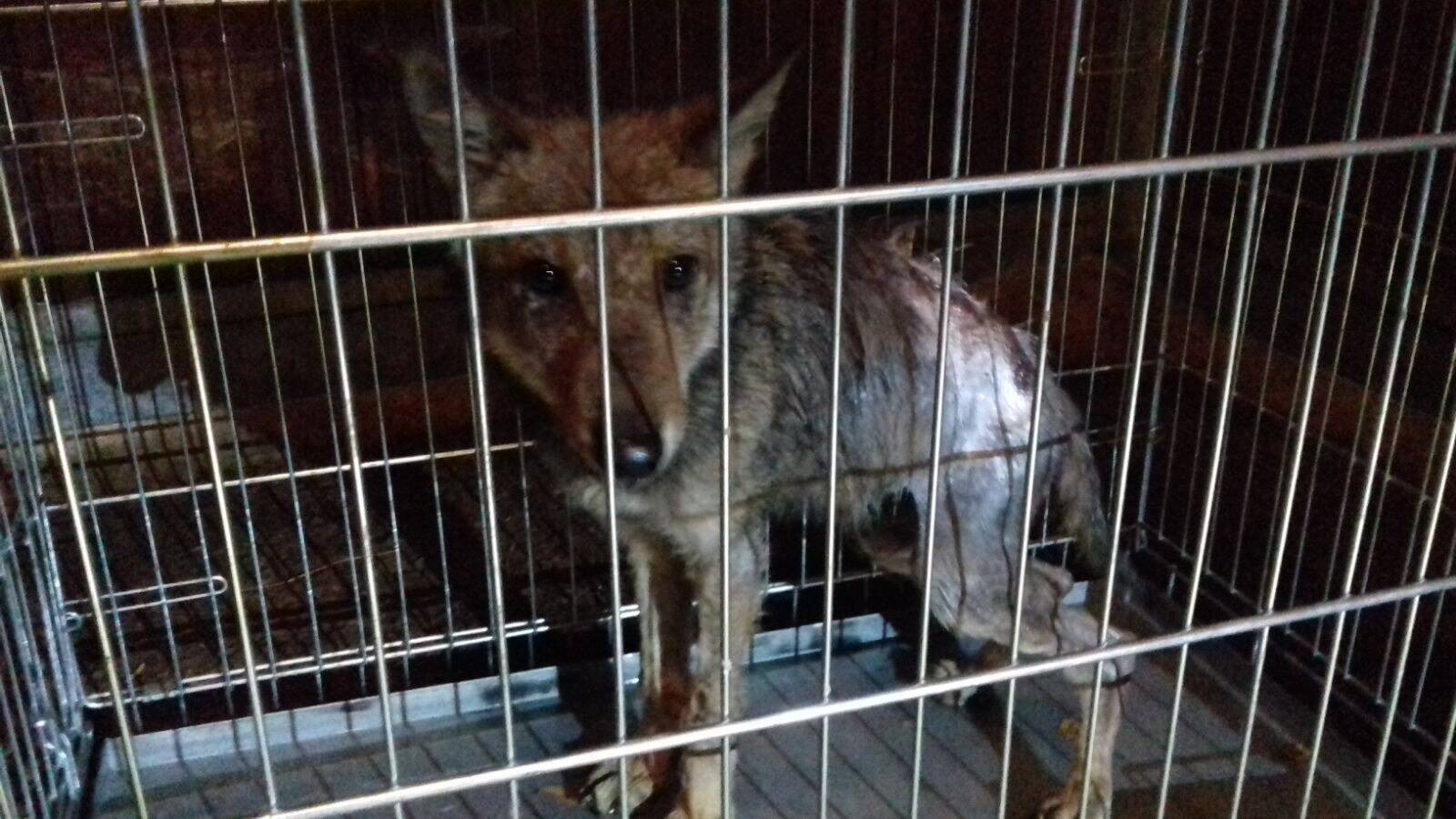 Leurs croquettes pour chats attirent un louveteau malade, c'est le début d'une affaire qui va secouer l'État