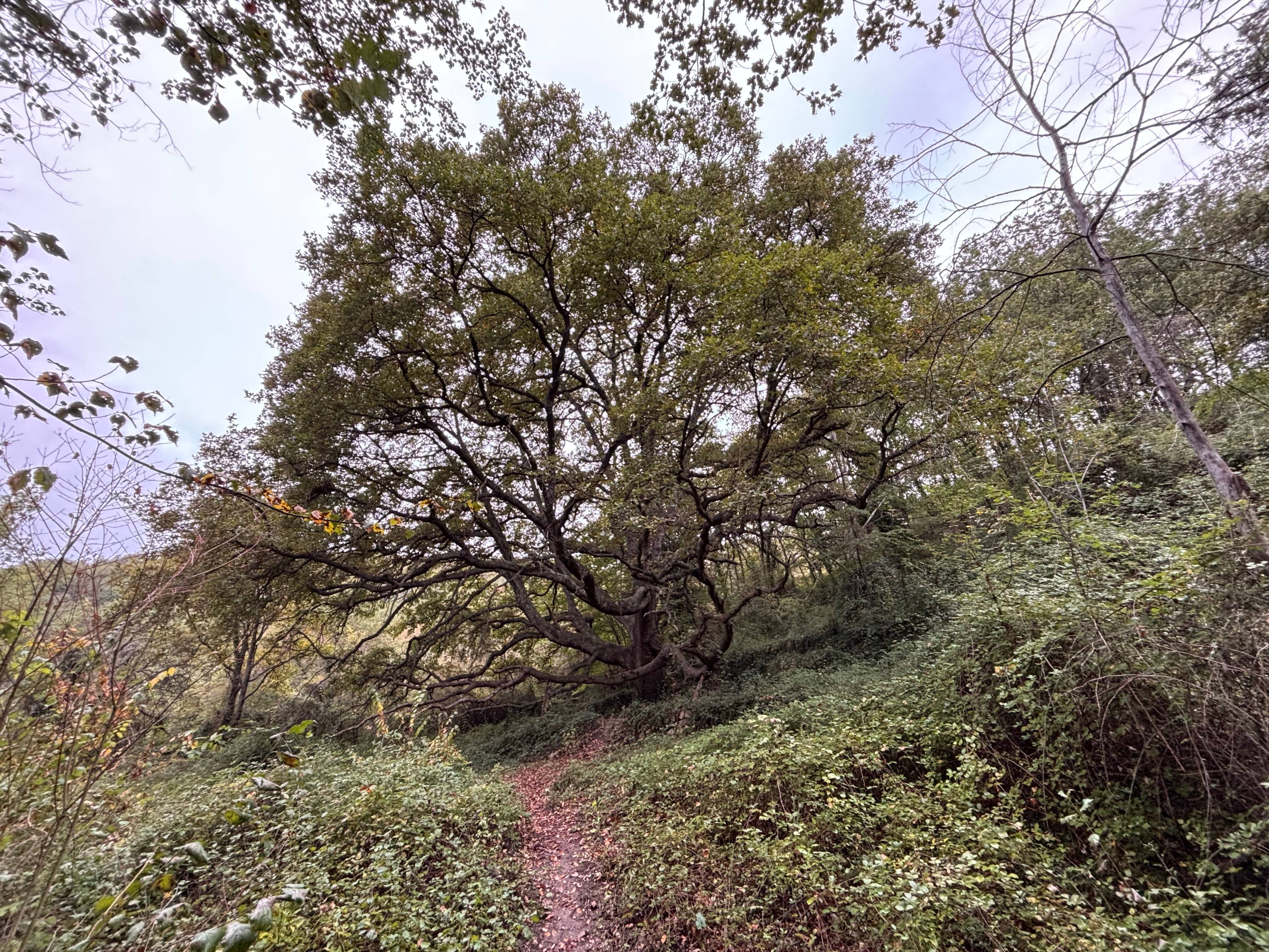 Il a plus de 600 ans et une jolie légende: ce chêne de la Côte d'Azur élu Arbre de l'année 2024?