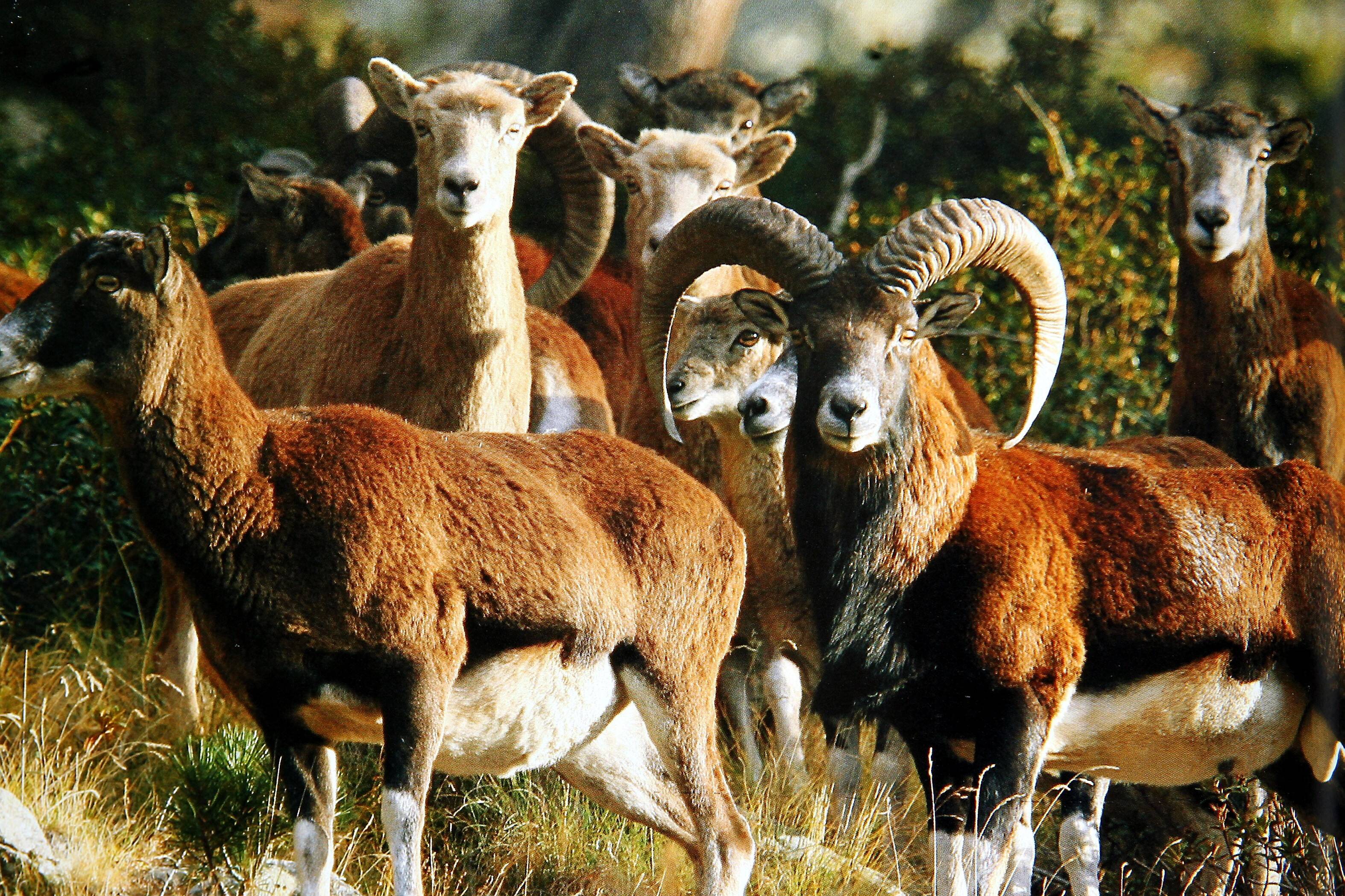 "Il est bien ici": introduit par les chasseurs dans le Mercantour, le mouflon corse s'est mal acclimaté... sauf dans ce village