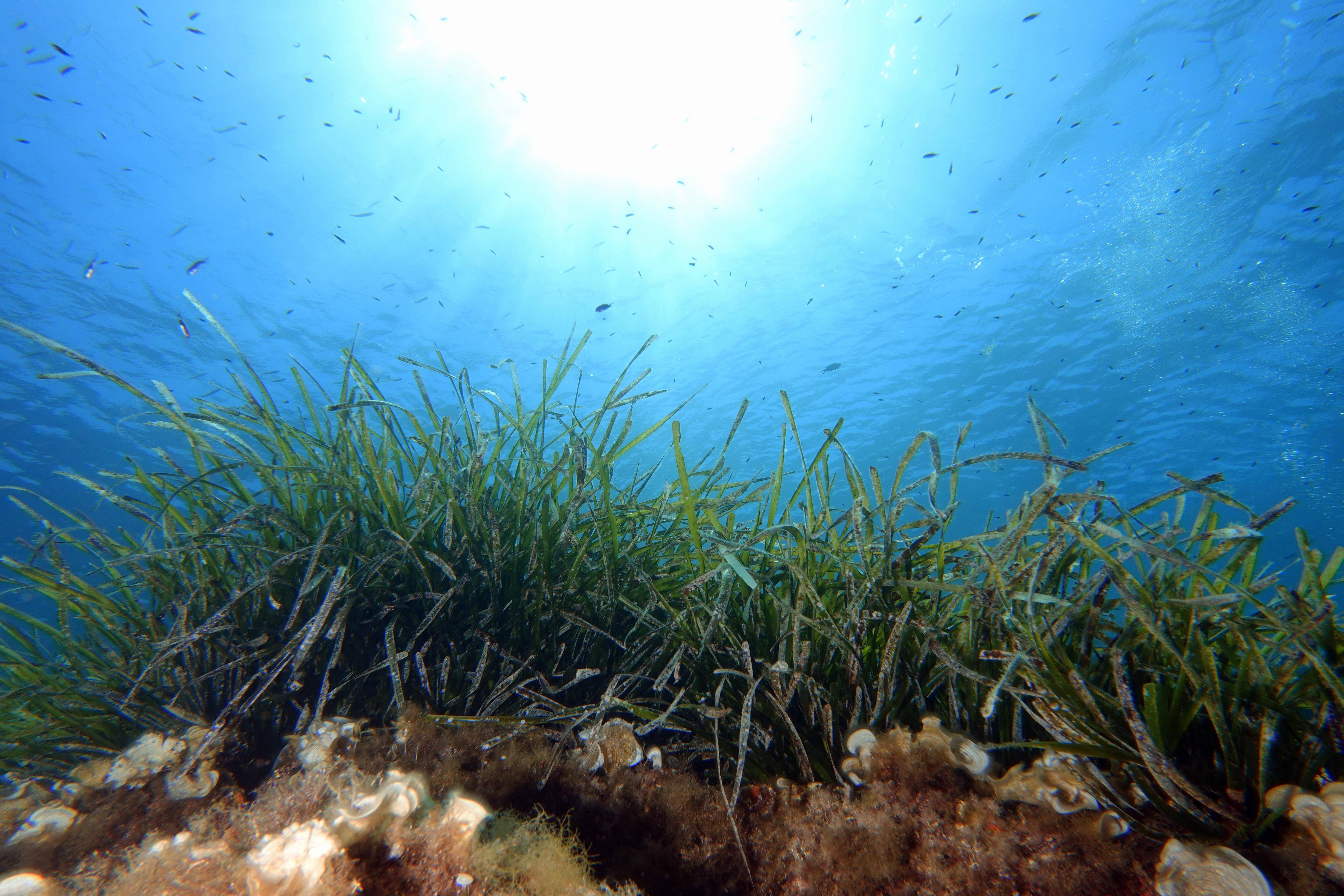"On trouve dans la mer, les écosystèmes qui ont la plus grande valeur": la préservation de l'Océan à un tournant, rappelle un membre de la délégation de l'Université Côte d'Azur à la COP29