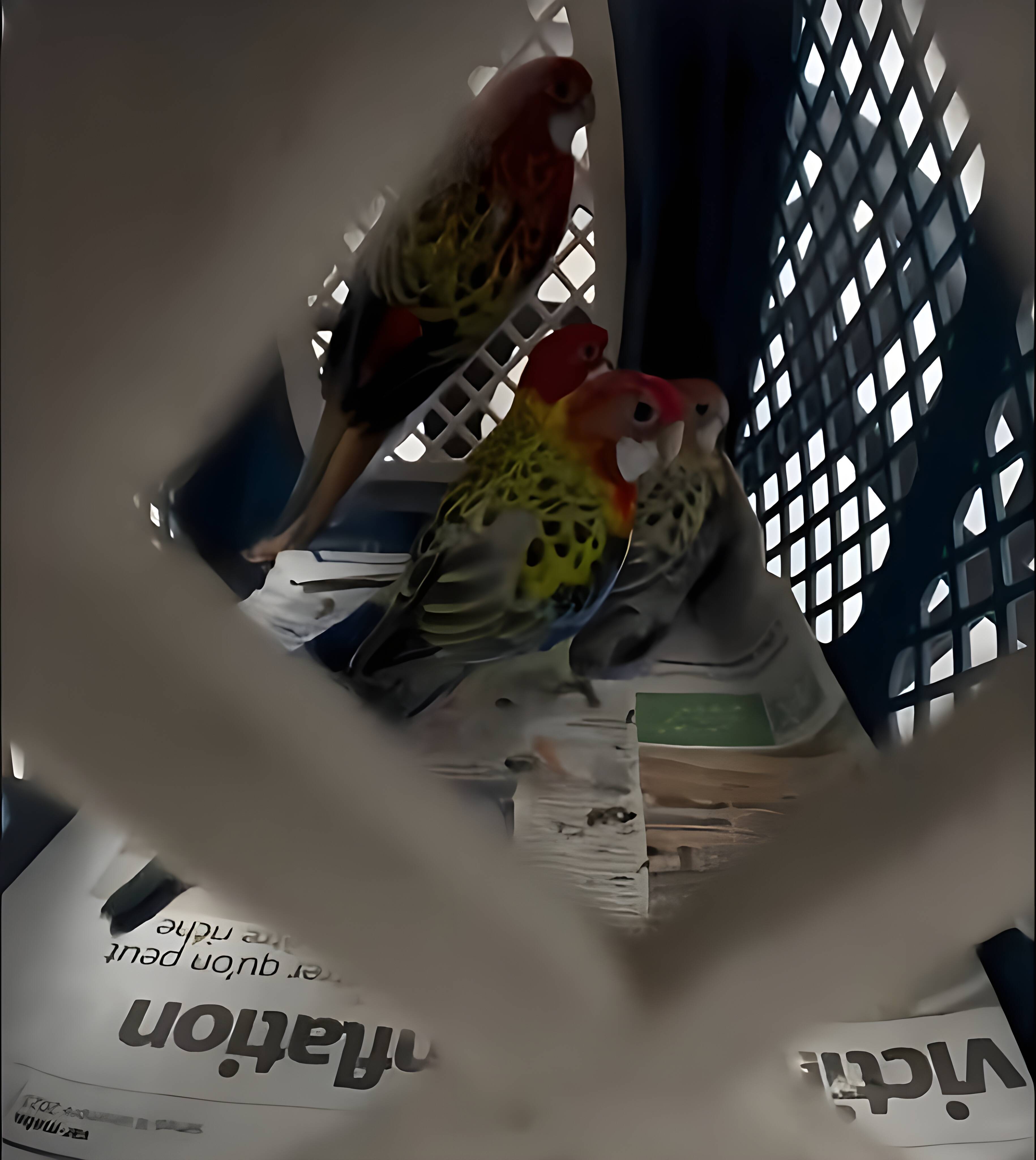 Enfermés dans des conditions sanitaires déplorables, des oiseaux sauvés in extremis à Montauroux