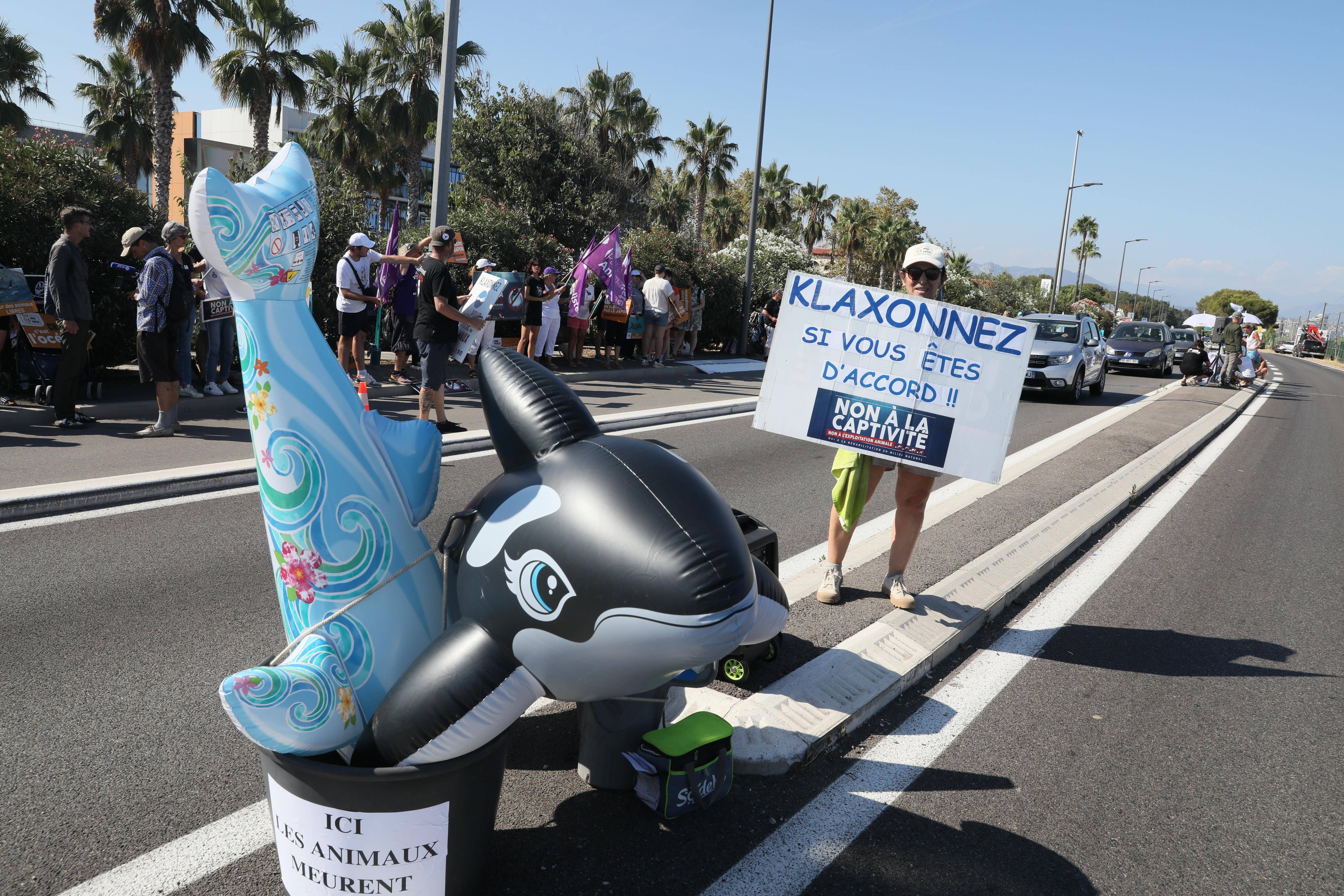 "Ce serait pire": que pensent les Antibois d'un potentiel transfert des orques de Marineland vers le Japon?