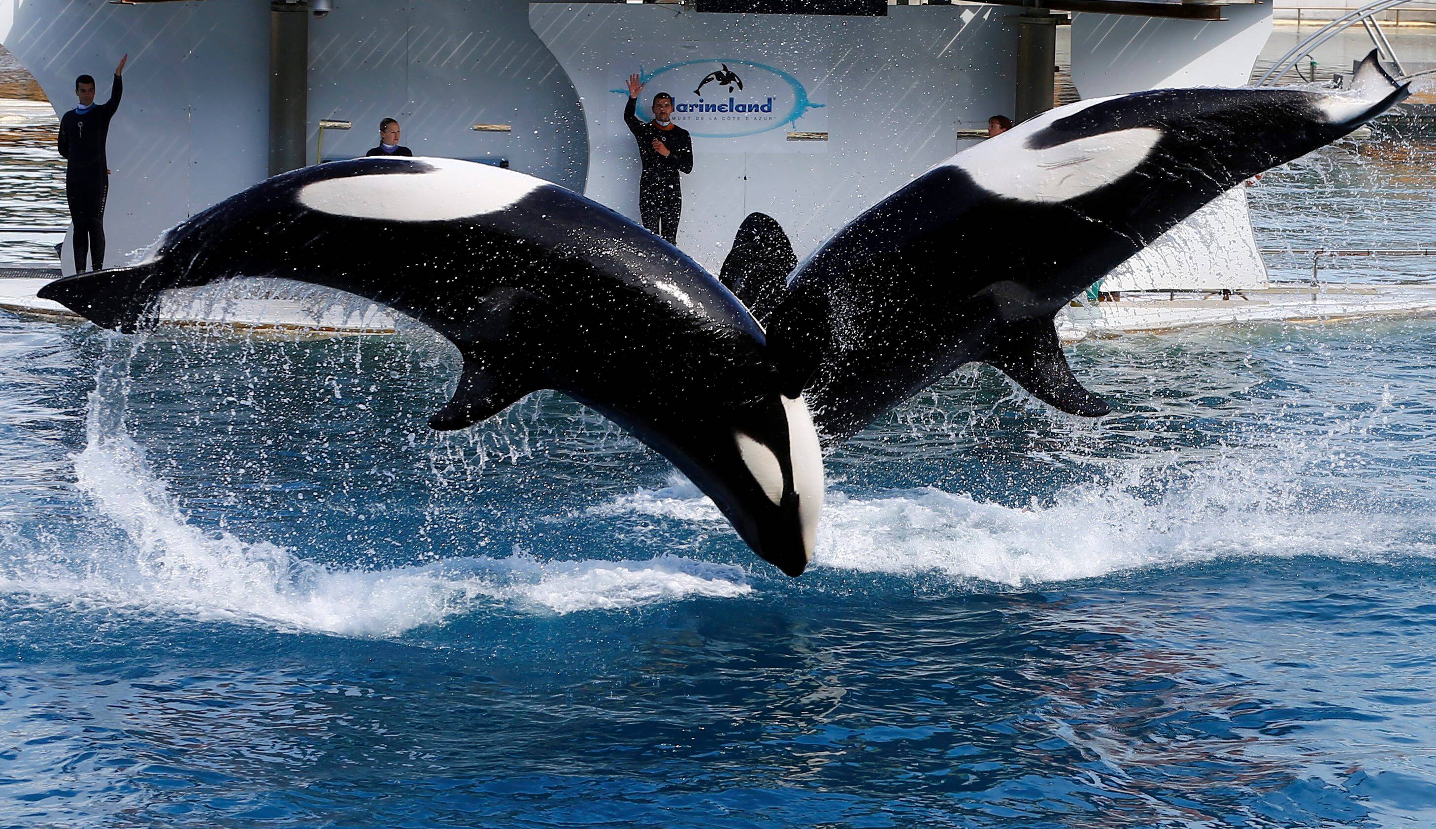 Que vont devenir les orques de Marineland après le veto du gouvernement pour un transfert du parc antibois vers le Japon?