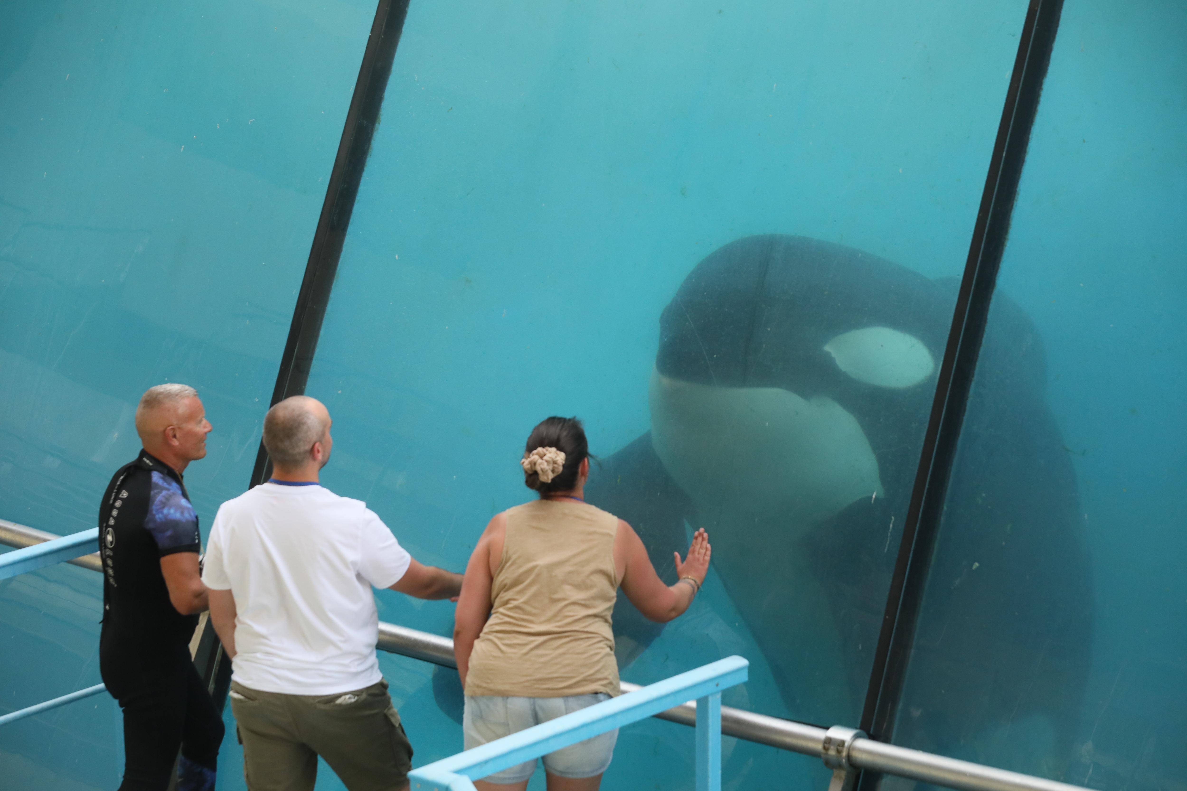 "Toutes les pistes, dont l'Espagne, sont étudiées": la direction de Marineland cherche une solution pour le transfert de ses deux orques