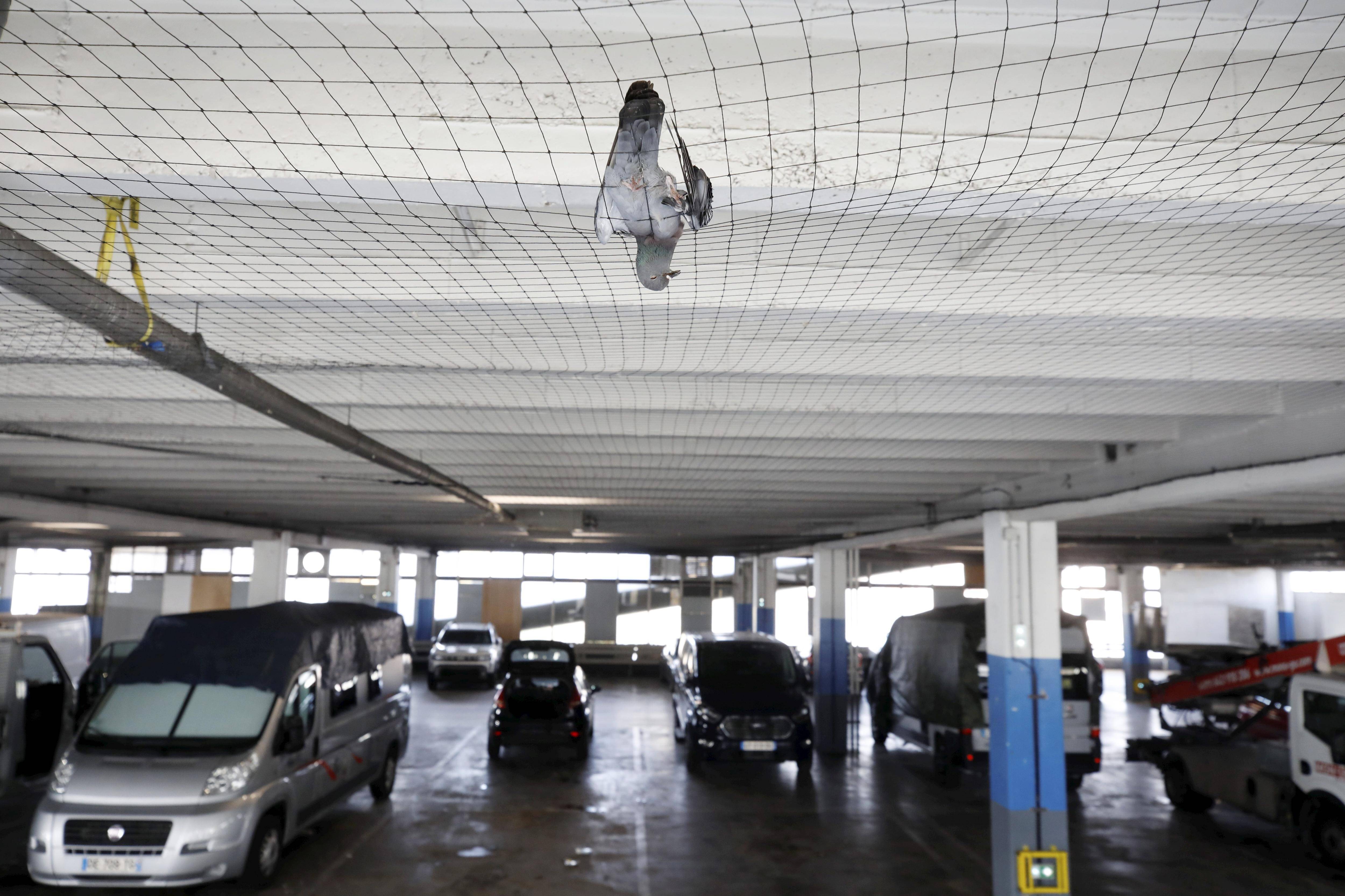 "Cagnes doit prendre au sérieux la condition animale", une association dénonce un filet anti-oiseaux dans un parking