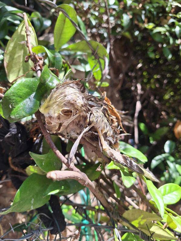 "Odeur terrible", "bordel monstre", "délaissement total"... Une centaine d'oiseaux dont 24 décédés récupérés dans une maison à Antibes