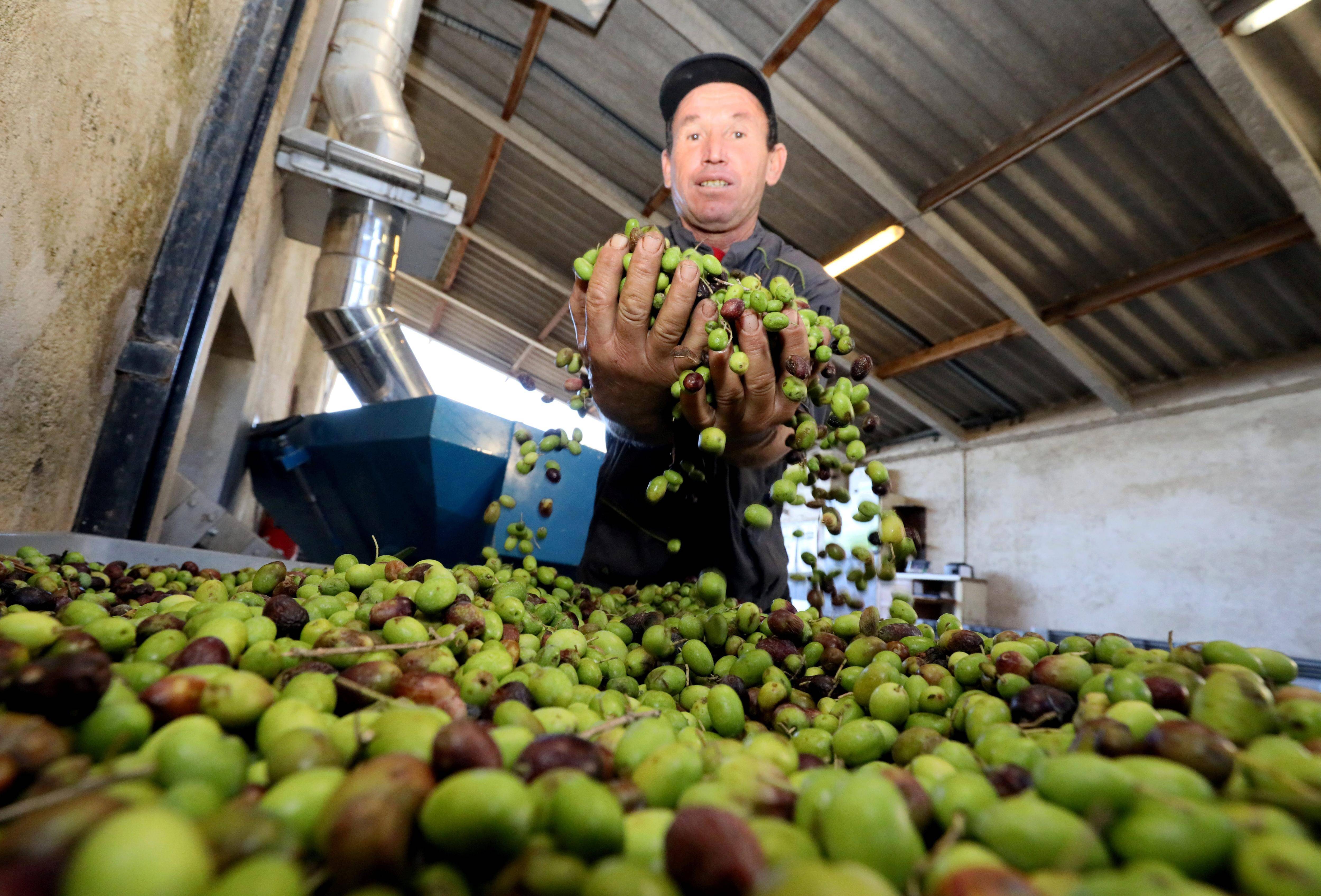 "En un mois d'ouverture, on a dépassé les 200 tonnes d'olives, on n'arrête pas": le moulin d'Opio a été sauvé et comme les autres il tourne à plein régime