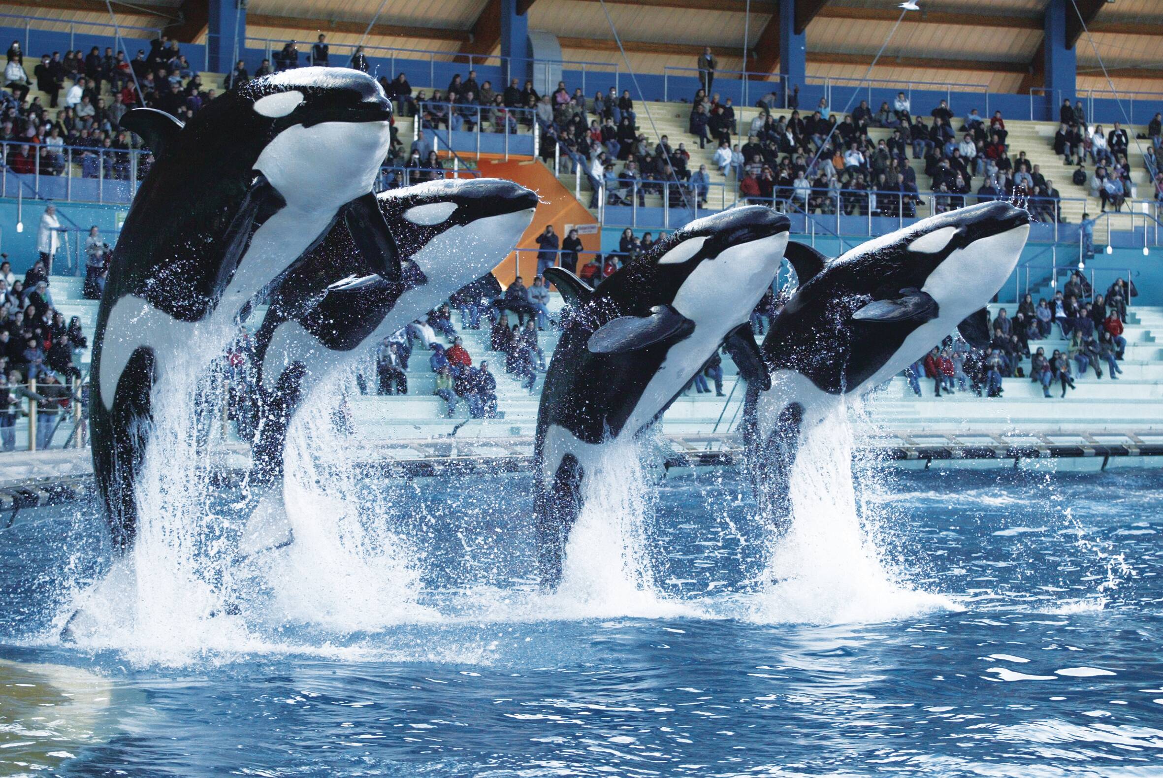 "Nous n'avons pas d'autre choix, nous agissons en conséquence de la loi": ce qu'il faut savoir après l'annonce de la fermeture définitive de Marineland à Antibes