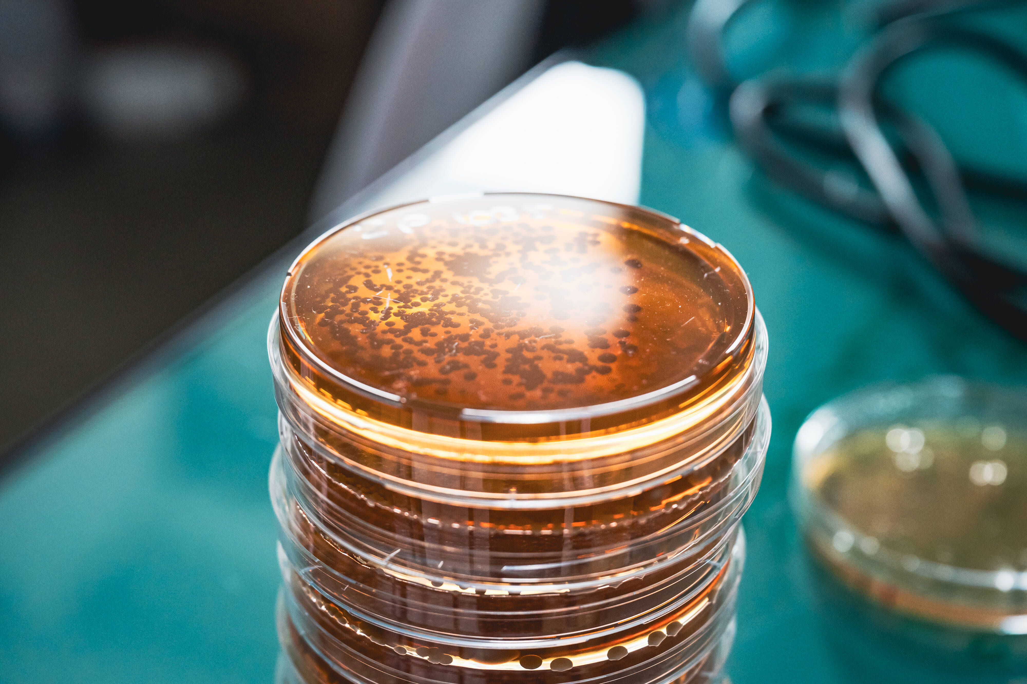 Le prix Impulscience revient à un Niçois pour ses recherches sur les mécanismes qui influencent l'évolution des espèces