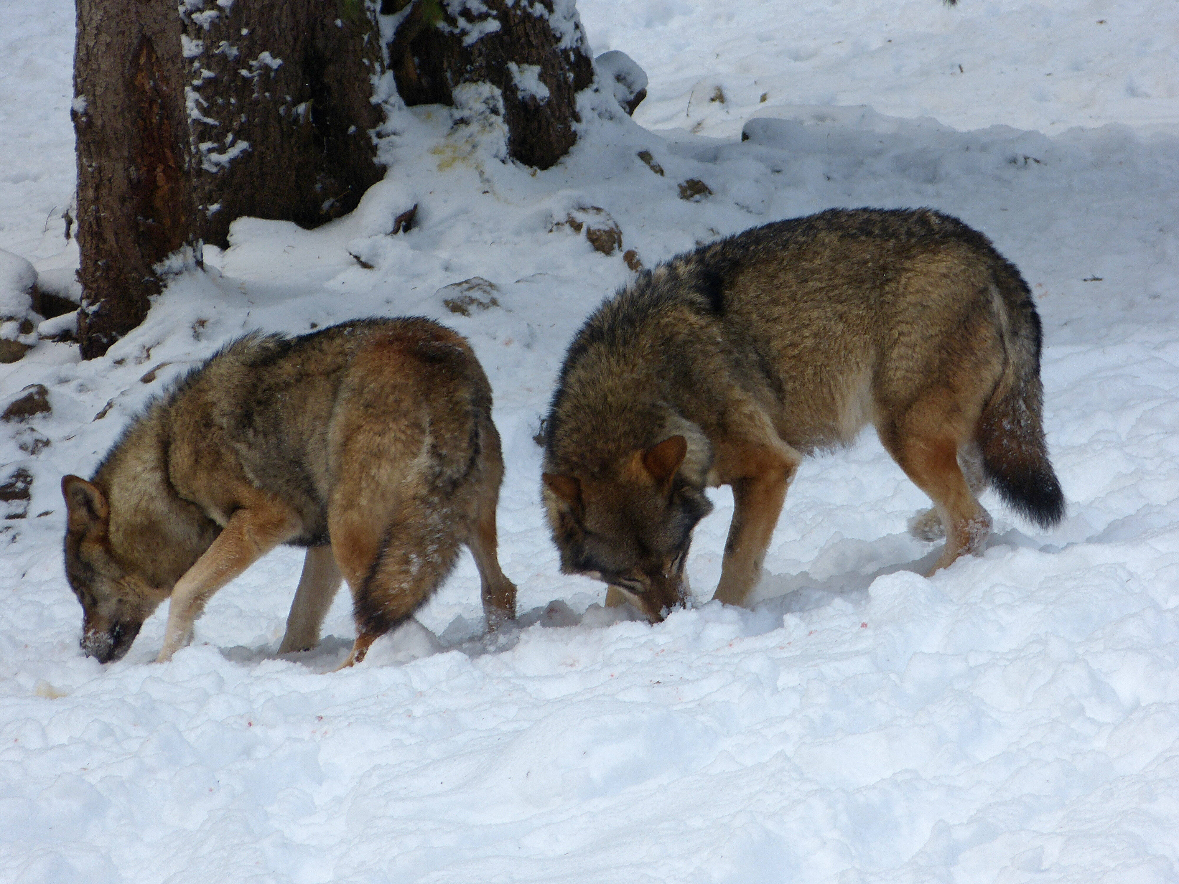 Plus ou moins de loups en France? On décortique le vrai du faux de cette guerre des chiffres