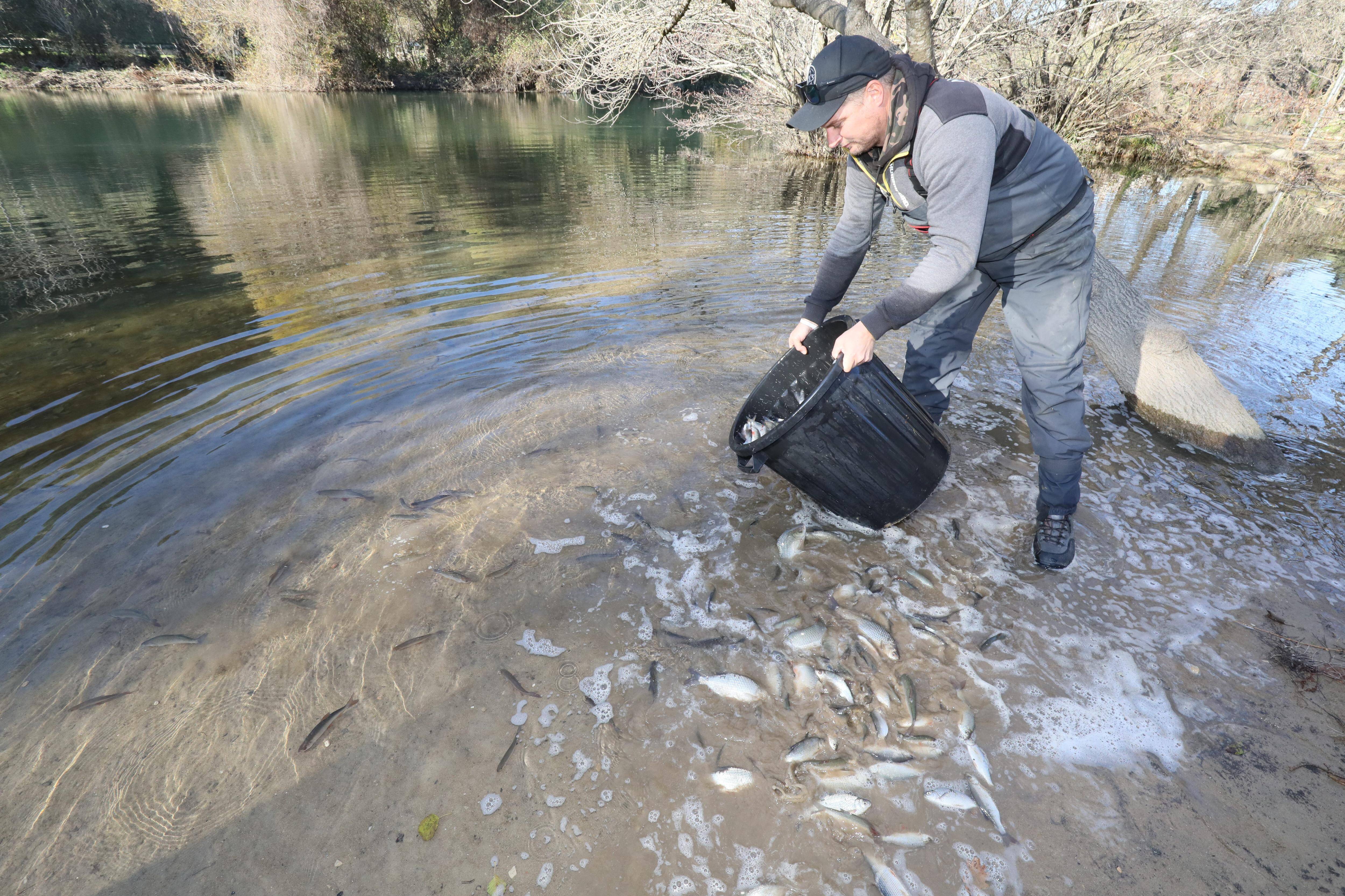 Près de 10.000 poissons lâchés pour revitaliser ce fleuve de la Côte d'Azur et conserver l'équilibre biologique