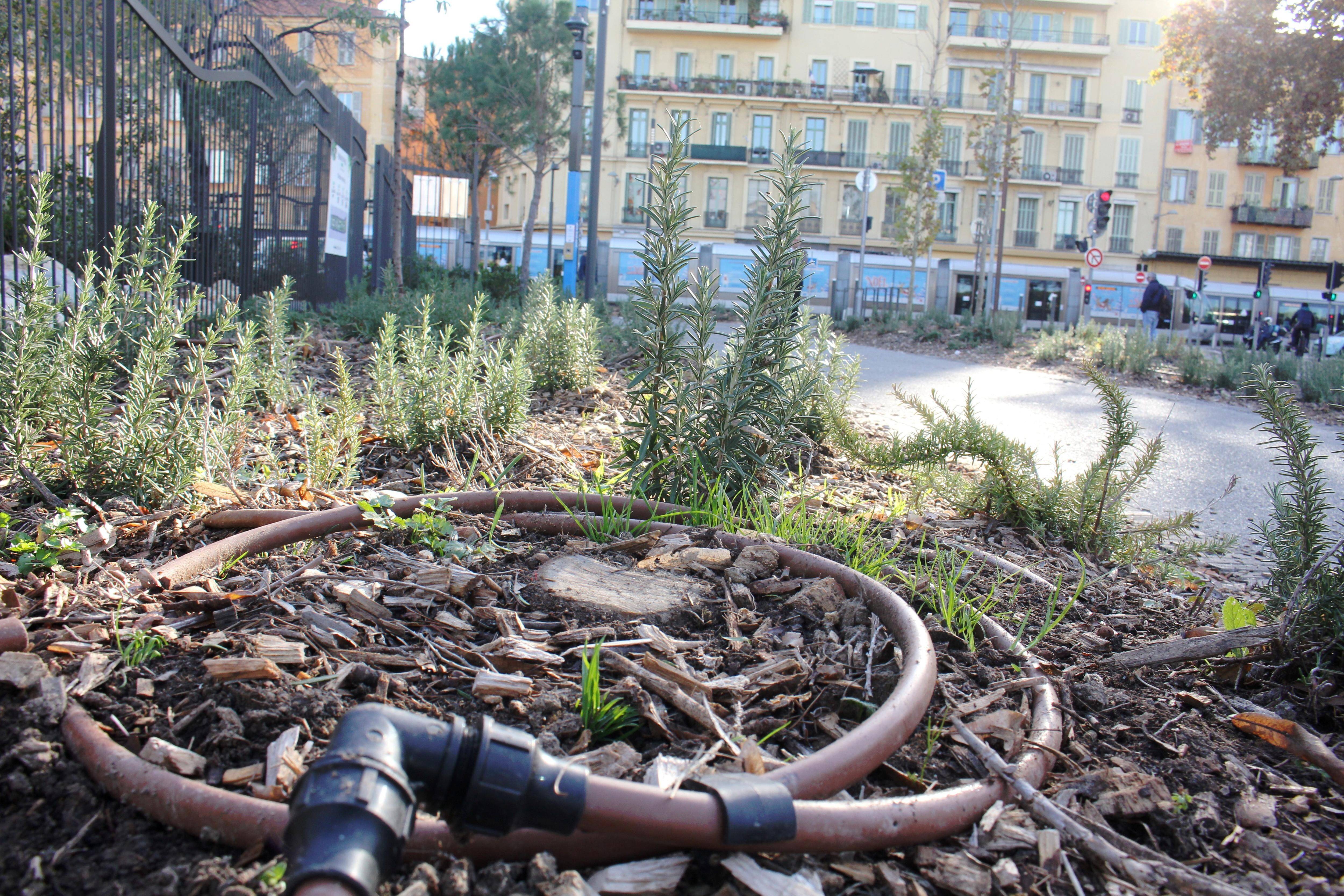 Des arbres sciés puis replantés au pied de la montée de la Bourgada à Nice