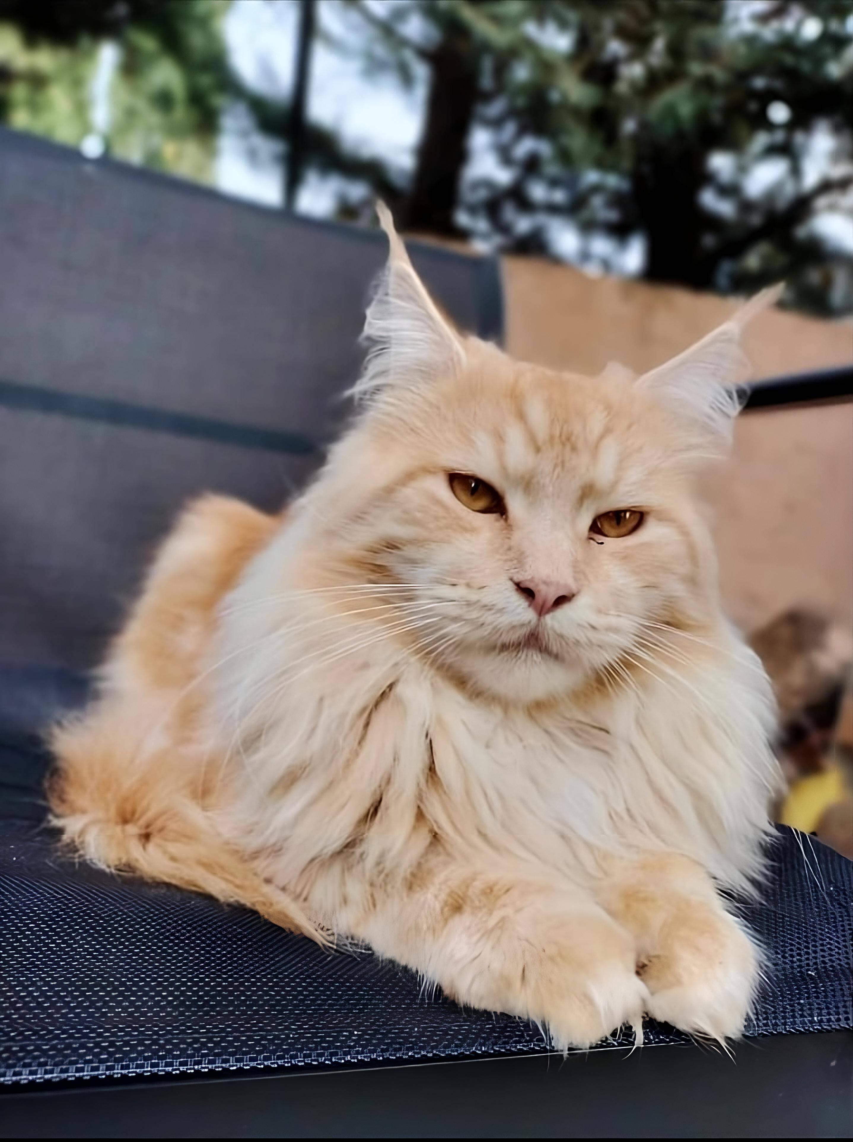 Sept félins y auraient trouvé la mort: un tueur en série de chats sévit-il dans cette rue de Saint-Raphaël?