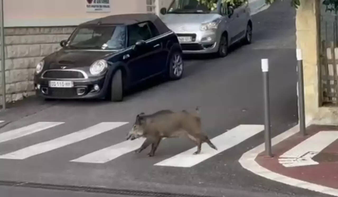"Il a défoncé la porte de notre auto-école": on vous raconte la folle virée d'un sanglier en plein jour dans le centre de Grasse