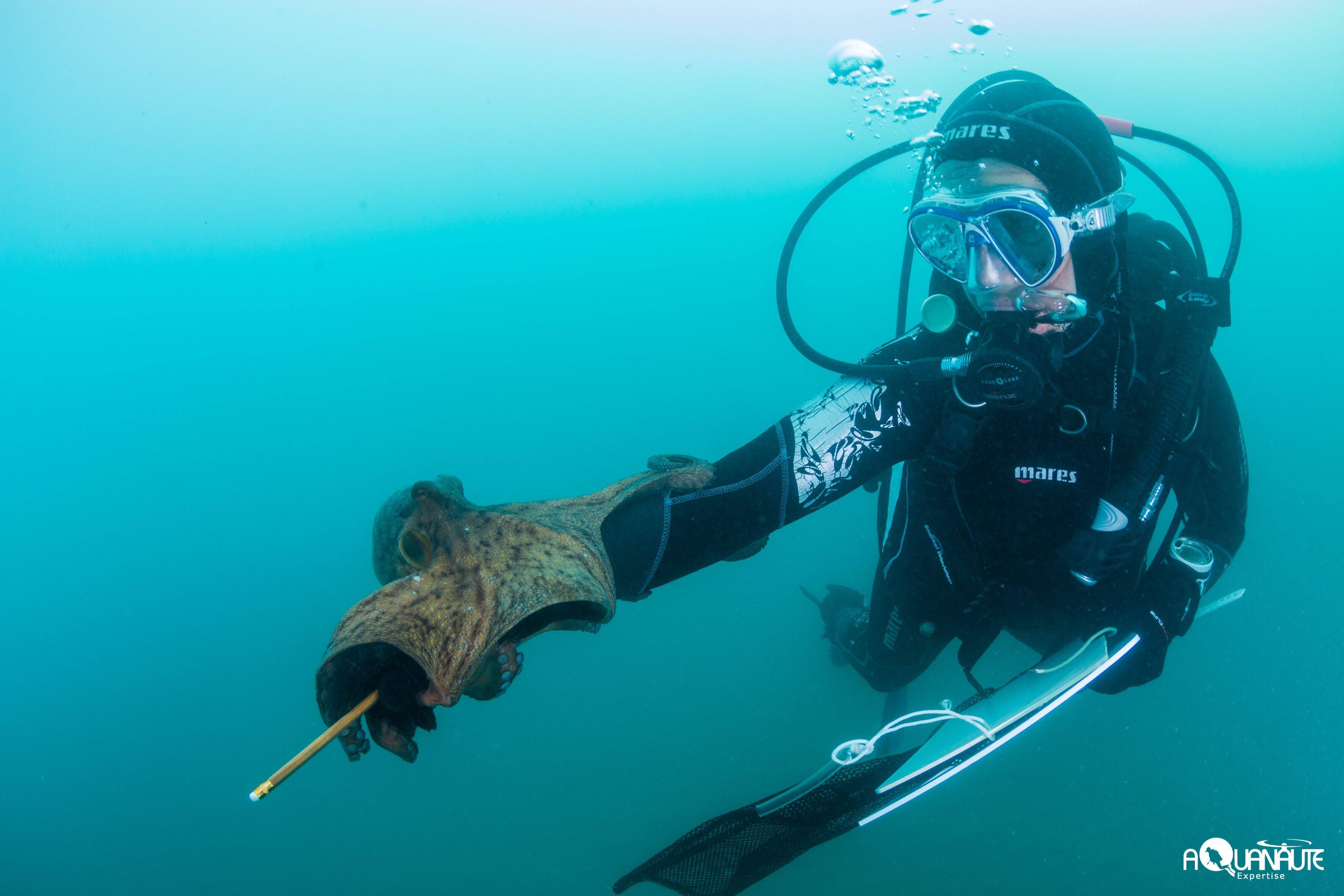 Jeune gravement blessé lors d'une chasse sous-marine dans le Var: une attaque de poulpe pourrait être à l'origine