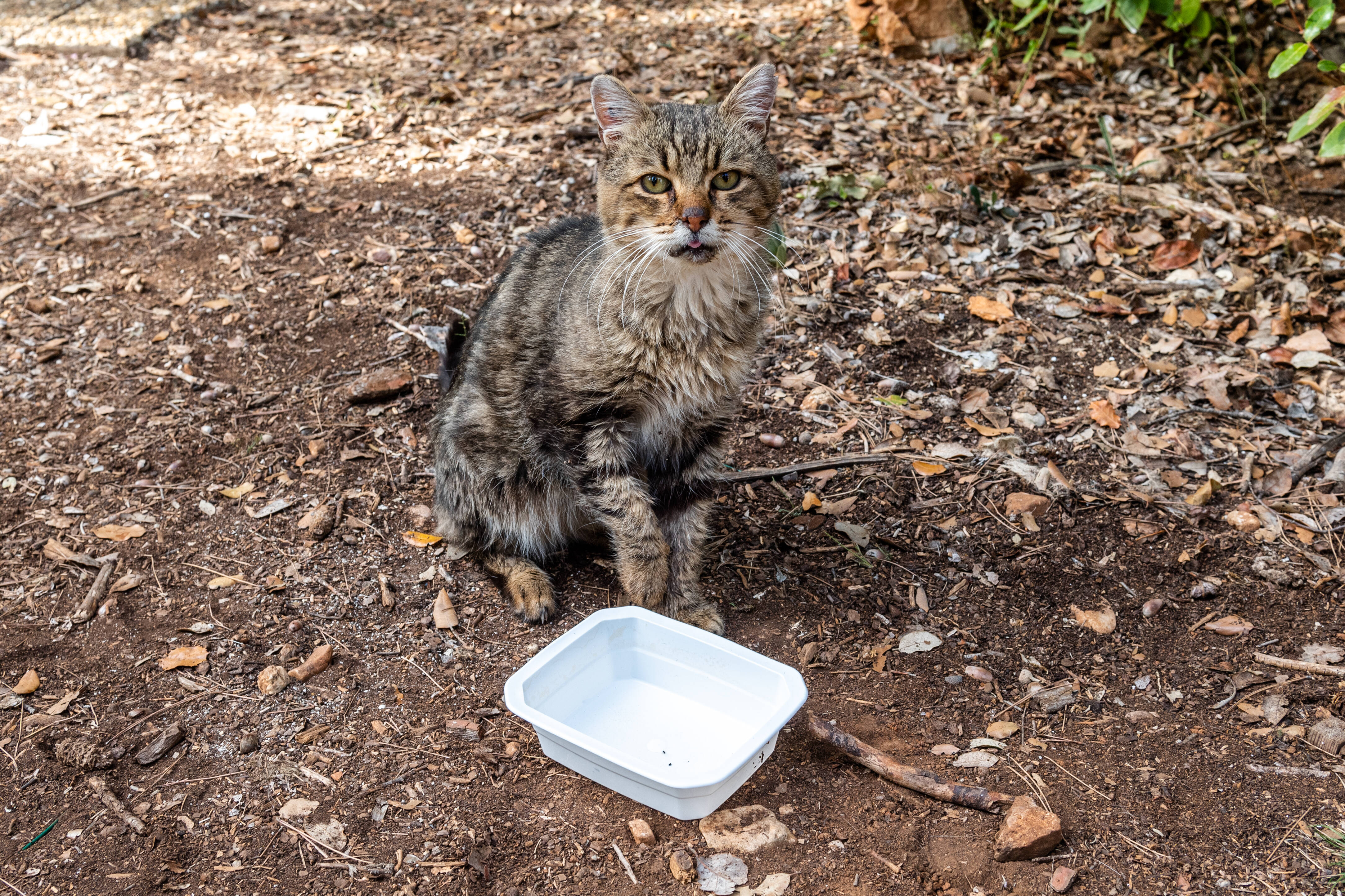 Maison insalubre avec de nombreux chats à Tourrettes-sur-Loup: l'affaire classée sans suite