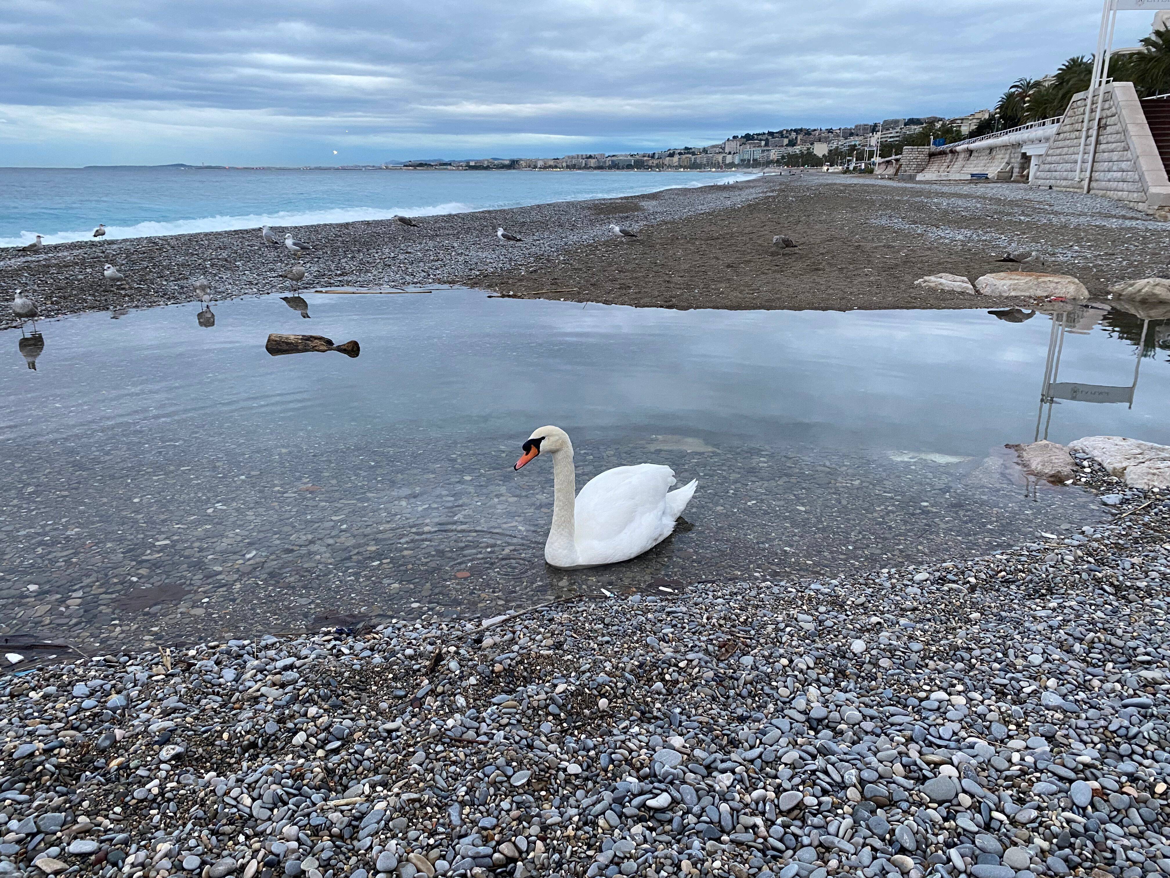 On a pris des nouvelles du cygne qui a élu domicile sur la promenade des Anglais à Nice