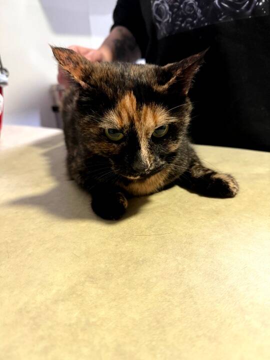 Trois chats laissés à l'abandon depuis plusieurs mois dans un un appartement à Cuers sauvés par une association