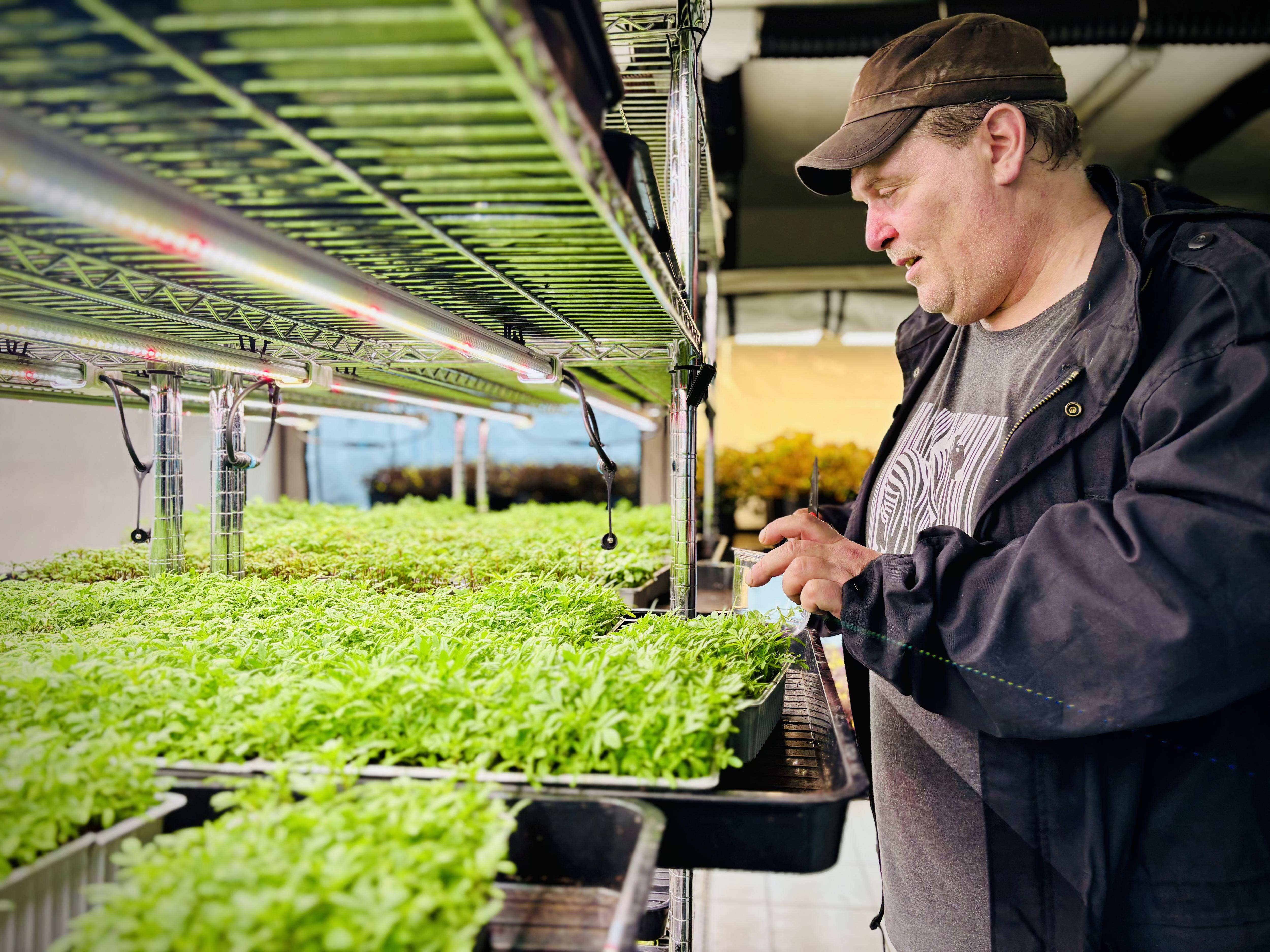 A La Seyne, ce passionné cultive des micro-pousses qui se retrouvent sur les tables de grands chefs