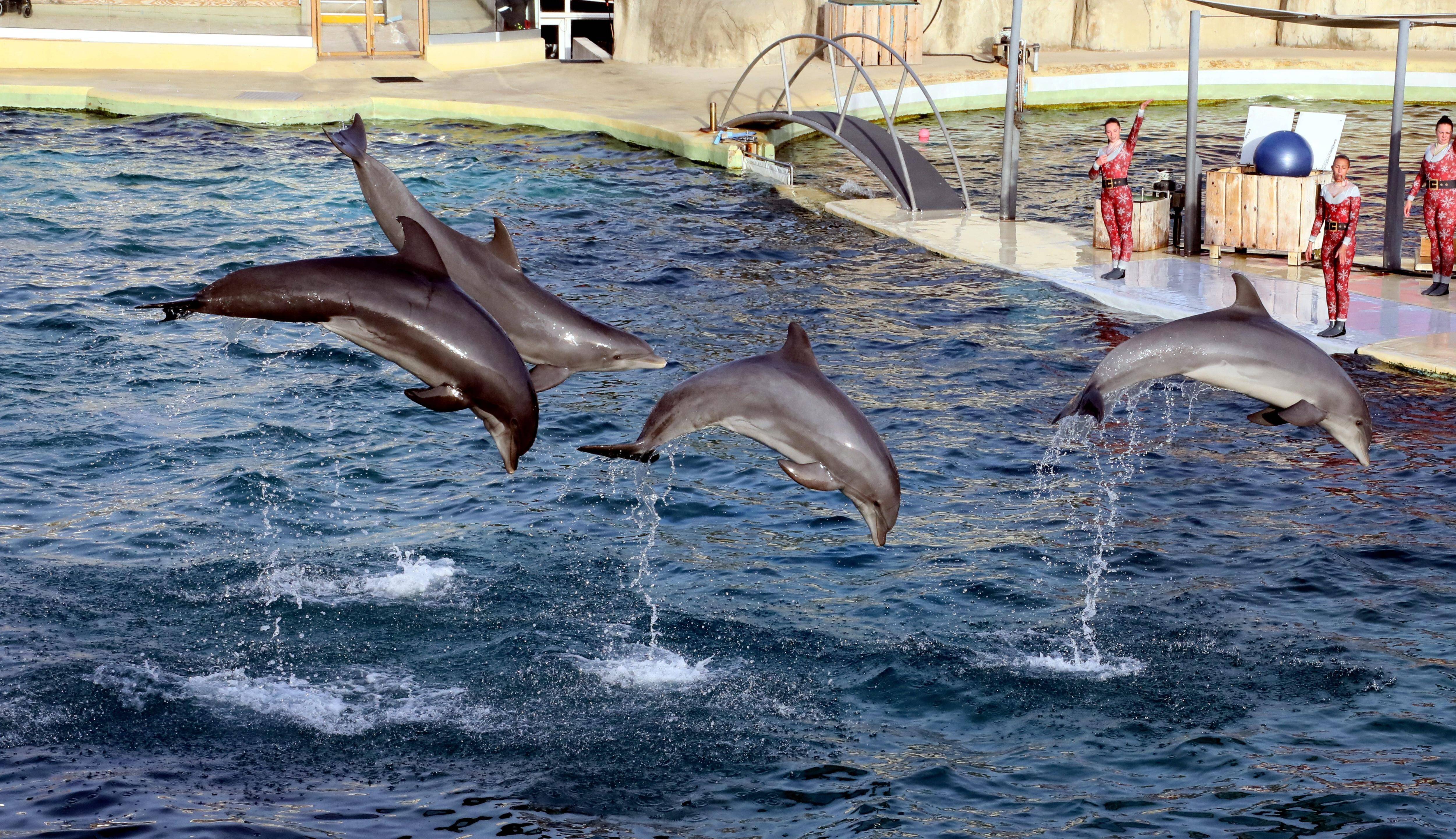Marineland d'Antibes: que vont devenir les salariés, le site et les animaux?
