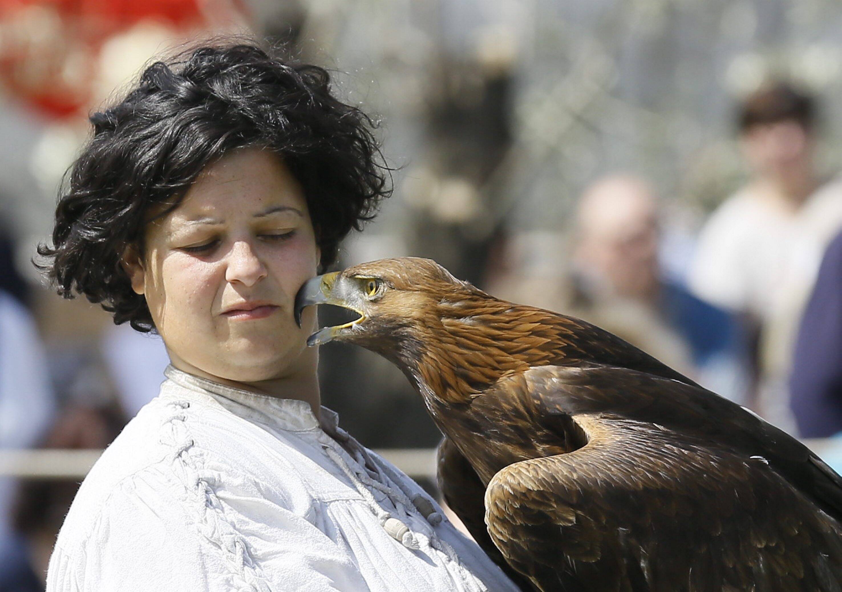 "Il n'y aura plus de spectacles de rapaces au festival des Templiers à Biot": l'association PAZ crie victoire