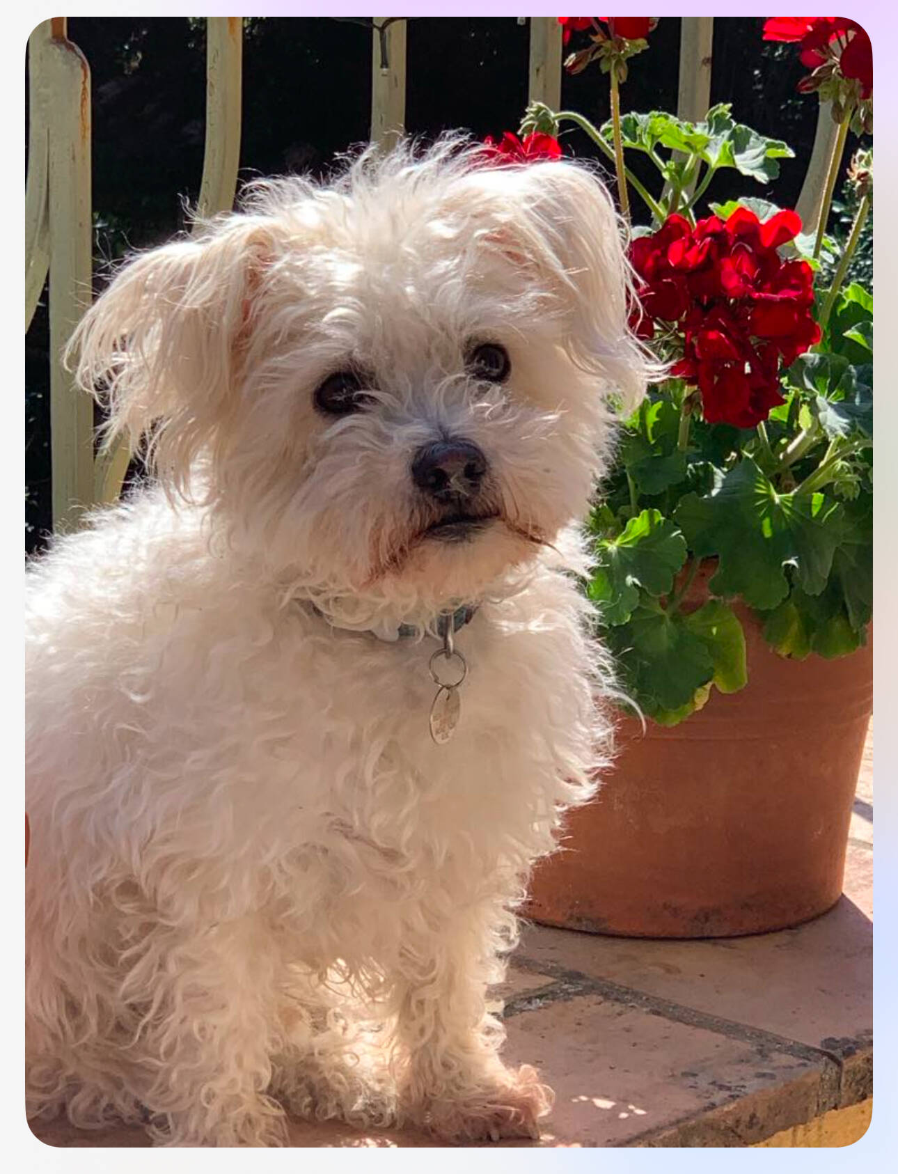 "Nous sommes Charlie": une vague de soutien pour le caniche déchiqueté par deux gros chiens dans un village varois