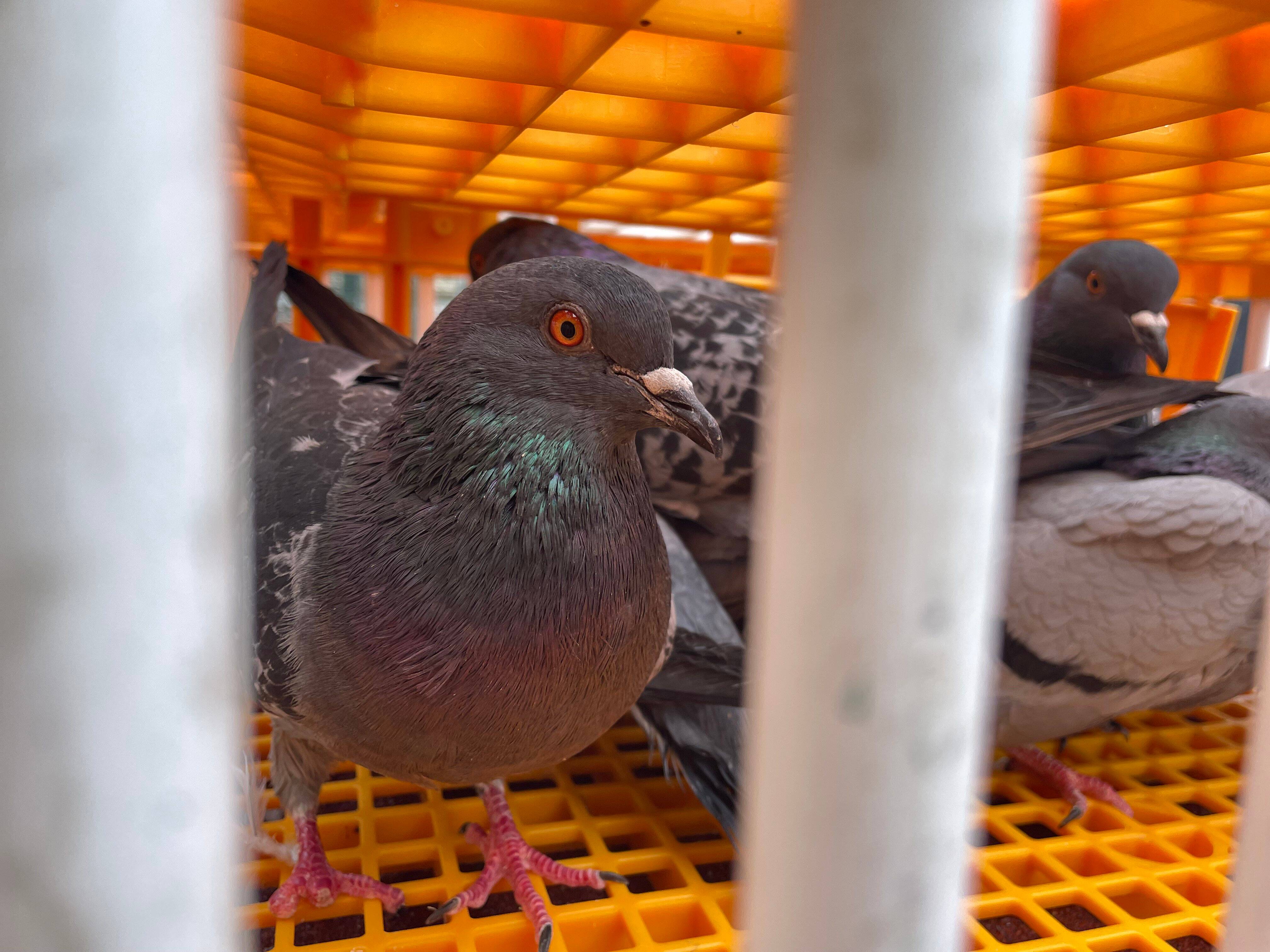 Vers la fin de la castration des pigeons à Antibes?