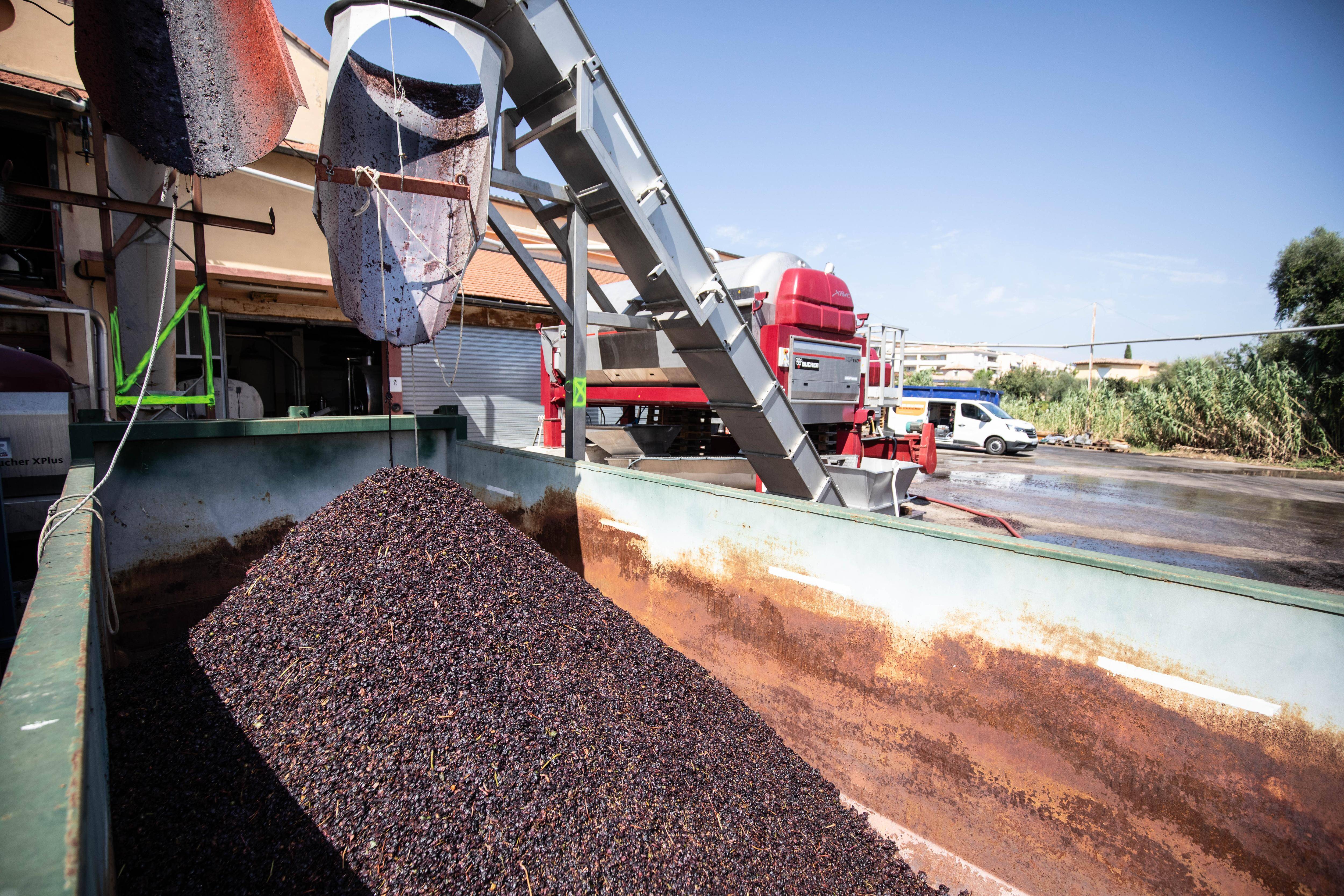 Coopérative de la Londe: "Forte diminution des prix" mais les vignerons ont réussi à vendre la totalité de leurs vins en 2023