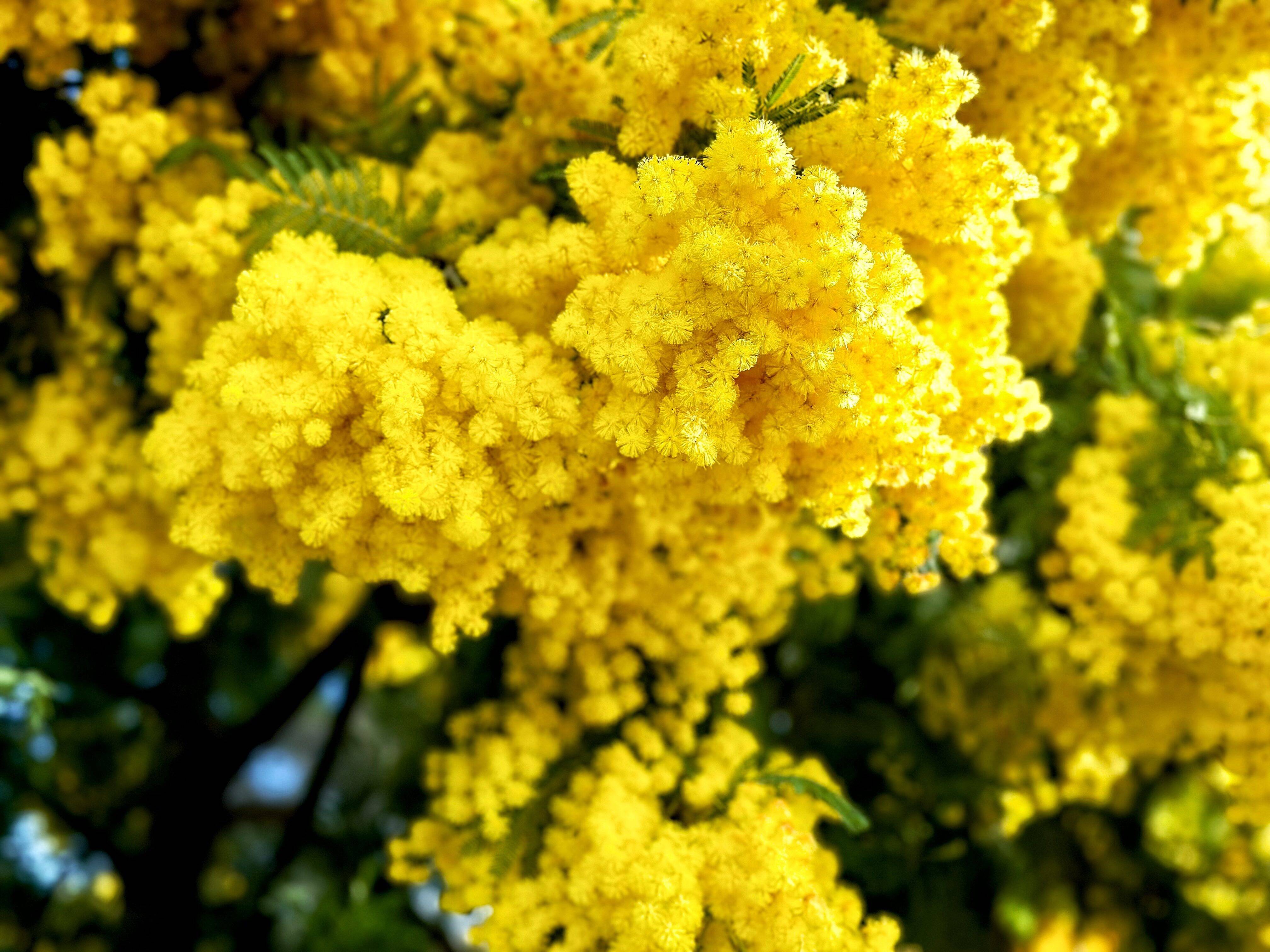 "Les fonds collectés permettront d'améliorer les conditions de vie des patients et de financer des programmes de recherche innovants": les fleuristes et le mimosa azuréens contre le cancer