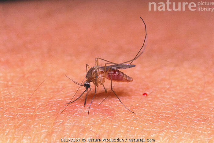 "Ils se réfugient au chaud dans les maisons": pourquoi y a-t-il encore des moustiques en plein hiver?