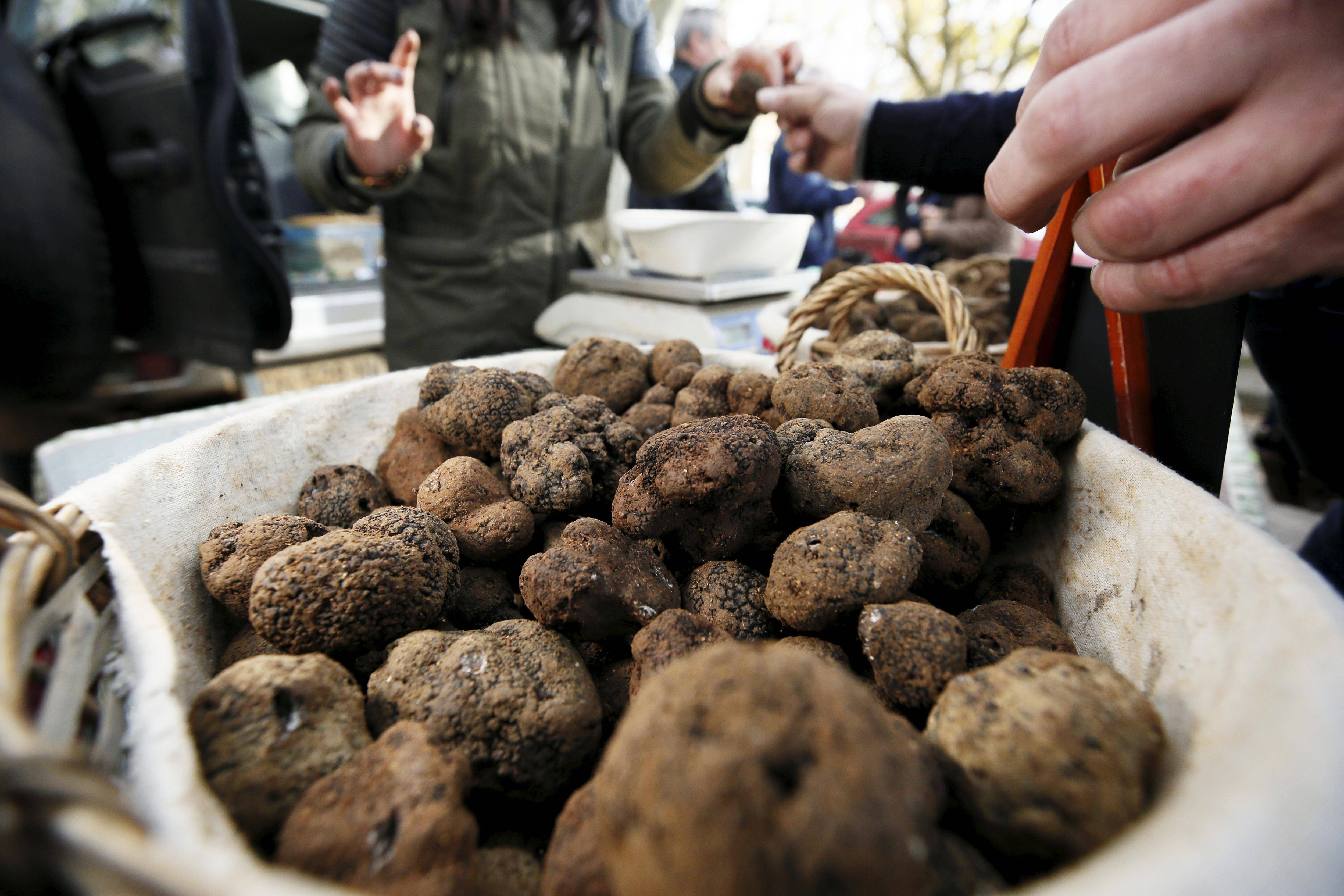 Vous aimez la truffe? Cette manifestation organisée ce dimanche à Saint-Laurent-du-Var devrait vous plaire