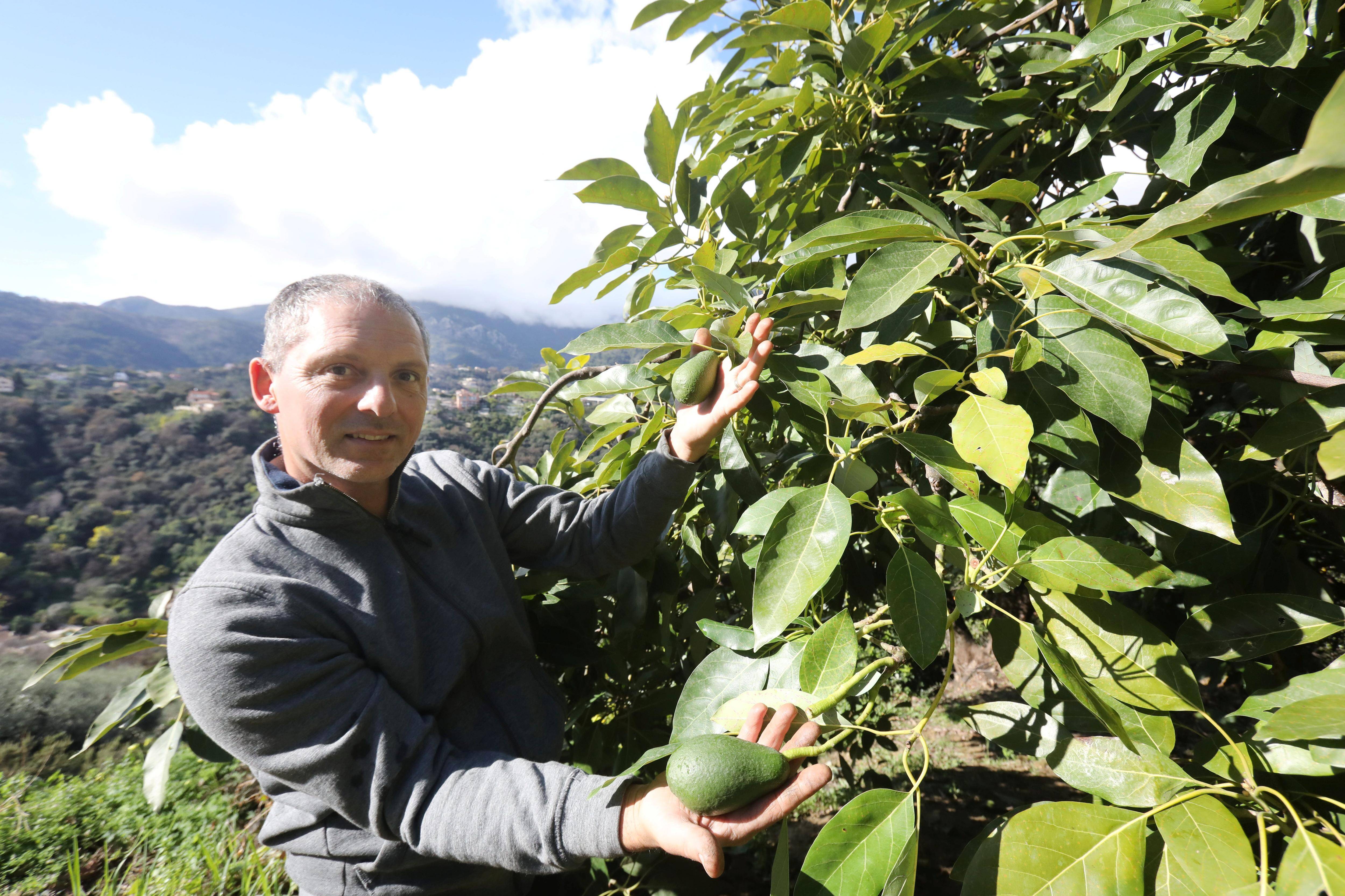 Ces plantes exotiques cultivées sur la Côte d'Azur: il récolte 30.000 avocats par an à Menton