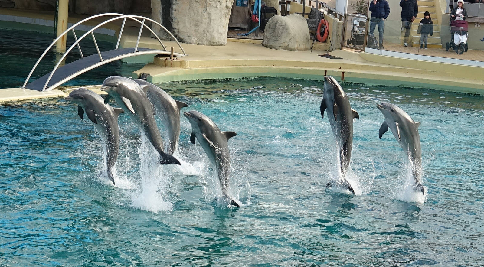 "La ministre se débarrasse du problème": les associations réagissent aux propos d'Agnès Pannier-Runacher concernant le sort des dauphins de Marineland