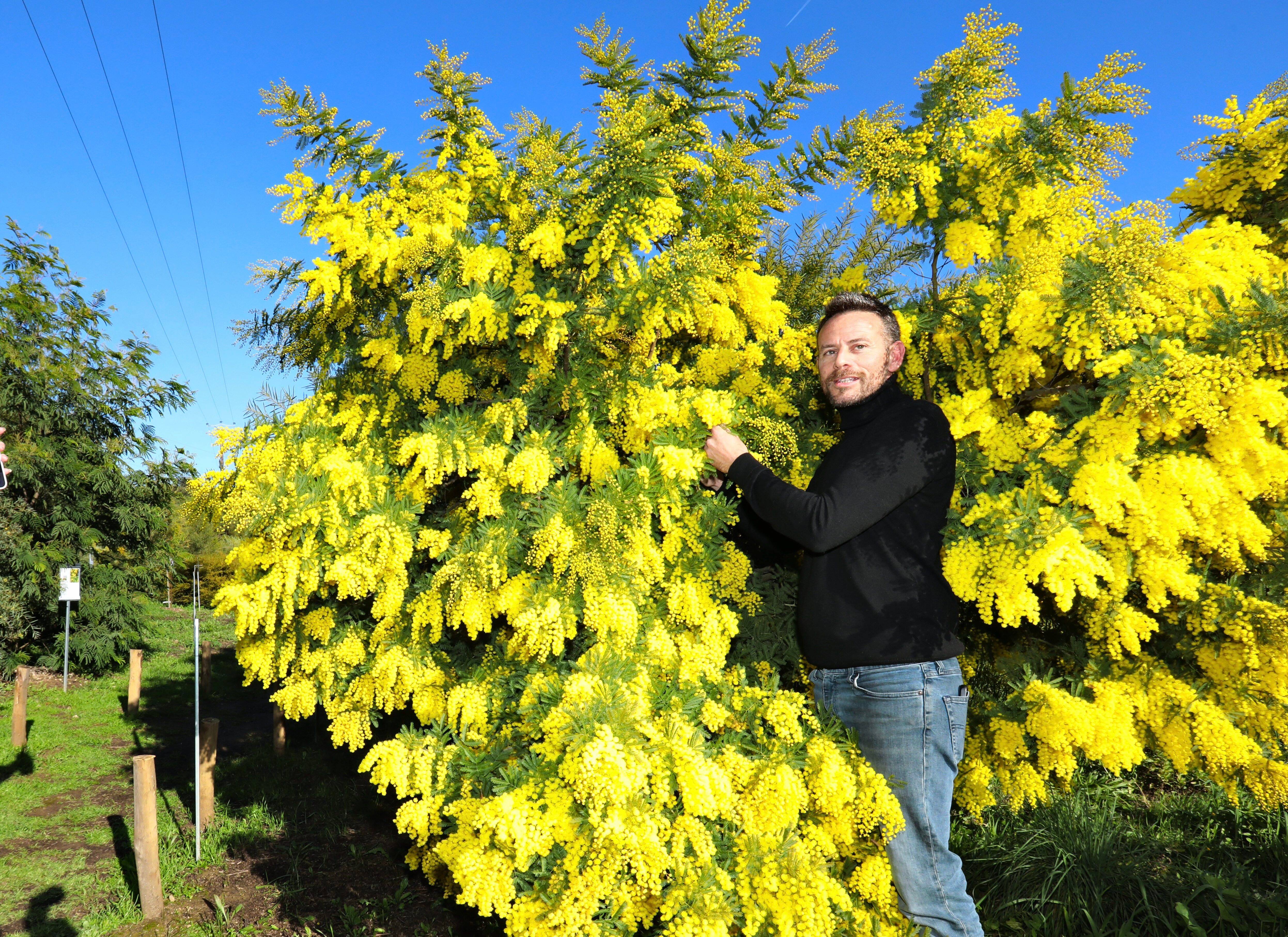 Culture du mimosa sur la Côte d'Azur: à la découverte de l'arboretum merveilleux de Julien Cavatore, à Bormes-les-Mimosas