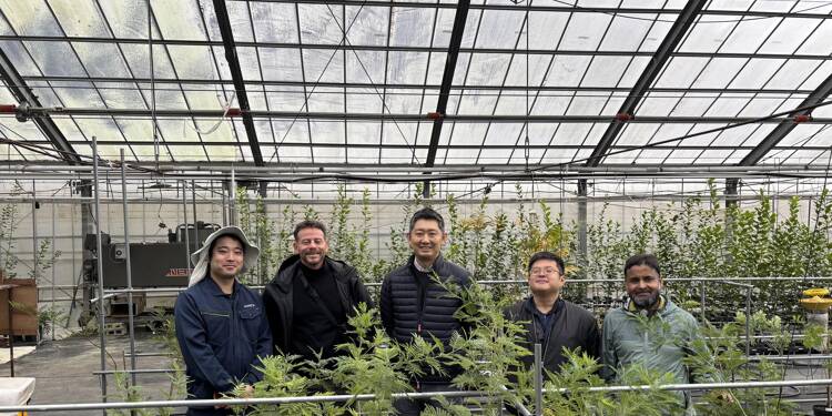 C’est marrant de se dire que c’est moi qui aie importé le mimosa au Japon!: Julien Cavatore, pépiniériste varois et pionnier de la filière du mimosa au Japon