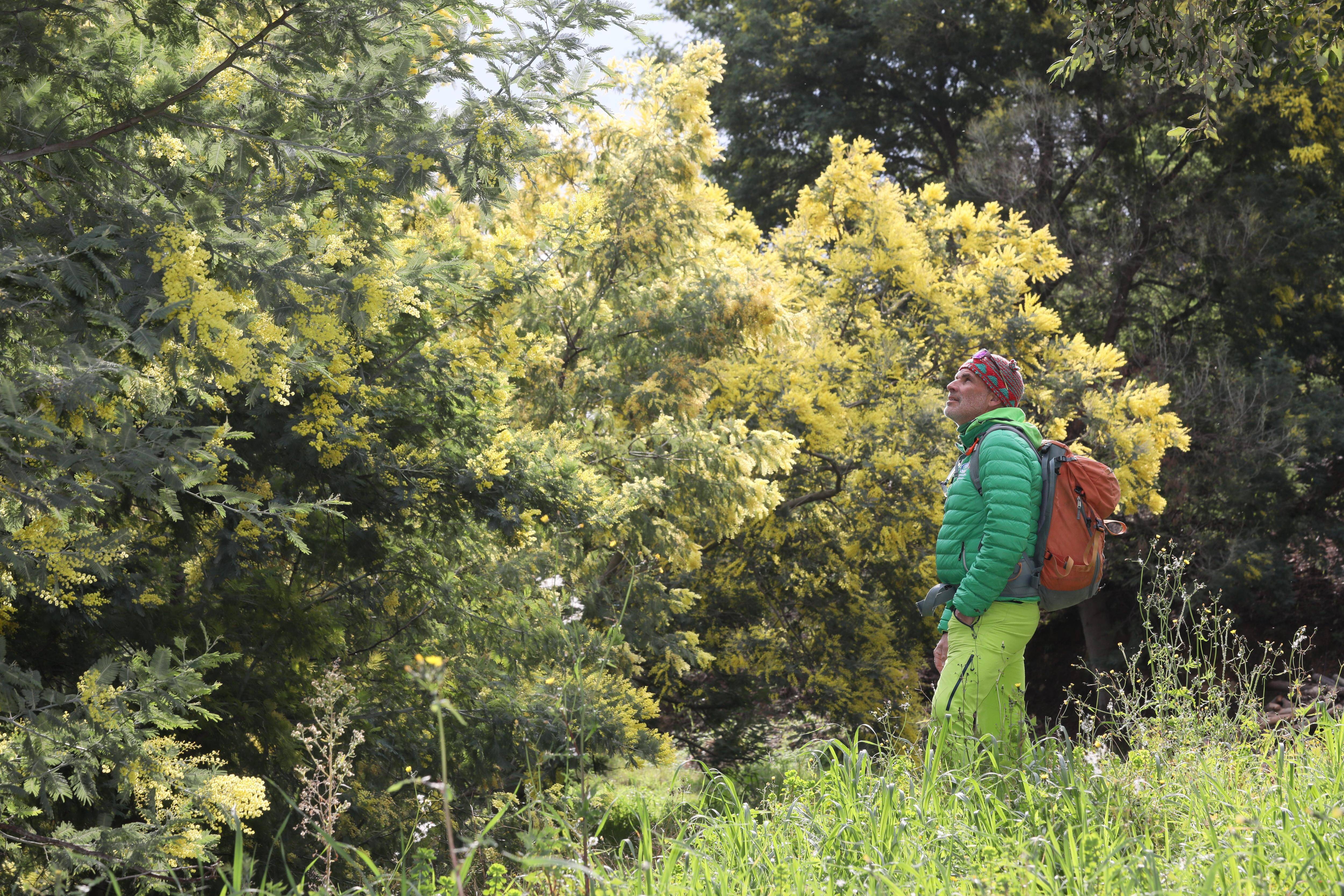 "Ce ne sont peut-être pas des pépites d'or, mais le mimosa attire les touristes du monde entier": entre le Var et les Alpes-Maritimes, le mimosa dope l'économie locale