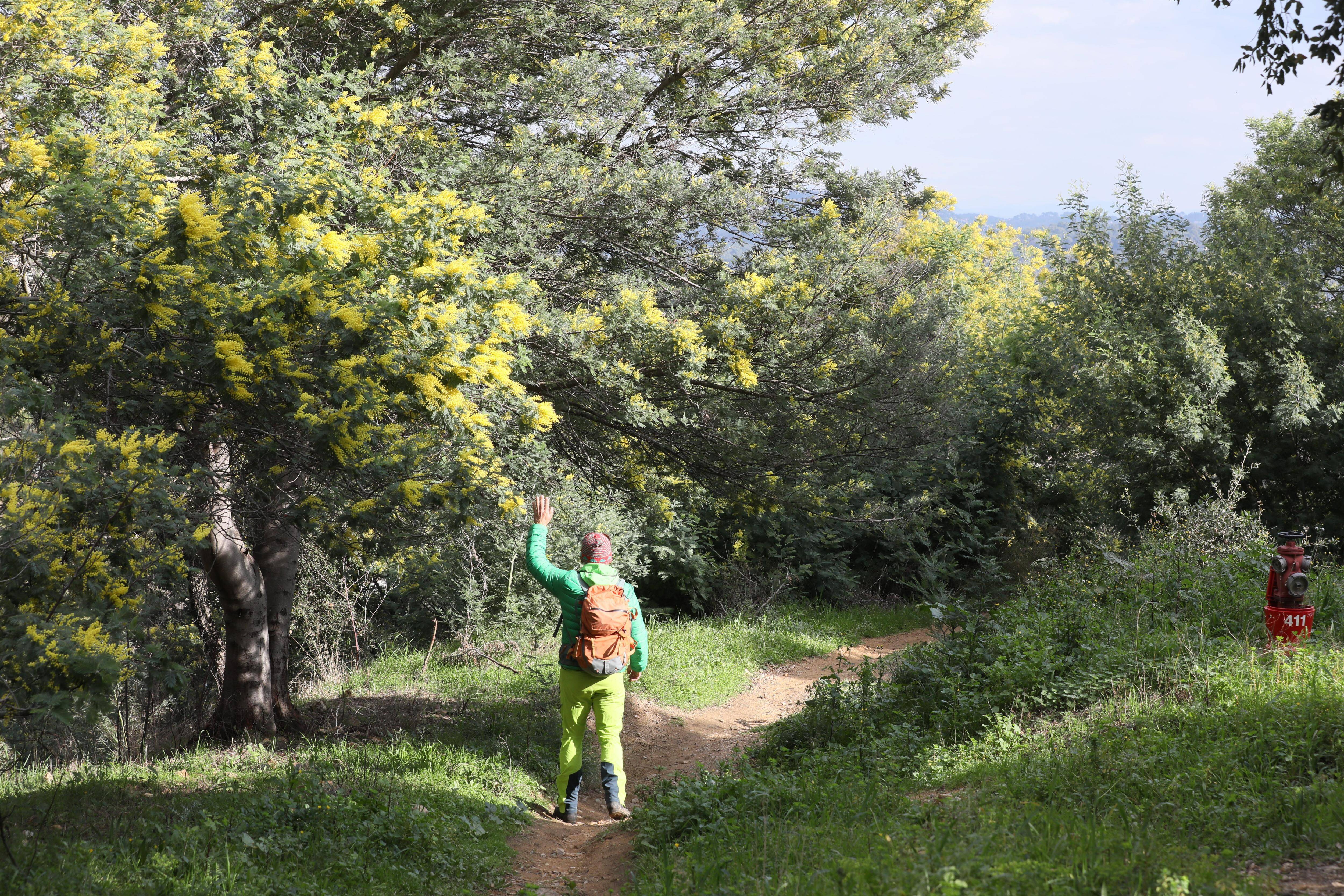 On vous emmène sur la "Route du mimosa", un voyage parfumé de 130 kilomètres à découvrir sur la Côte d'Azur